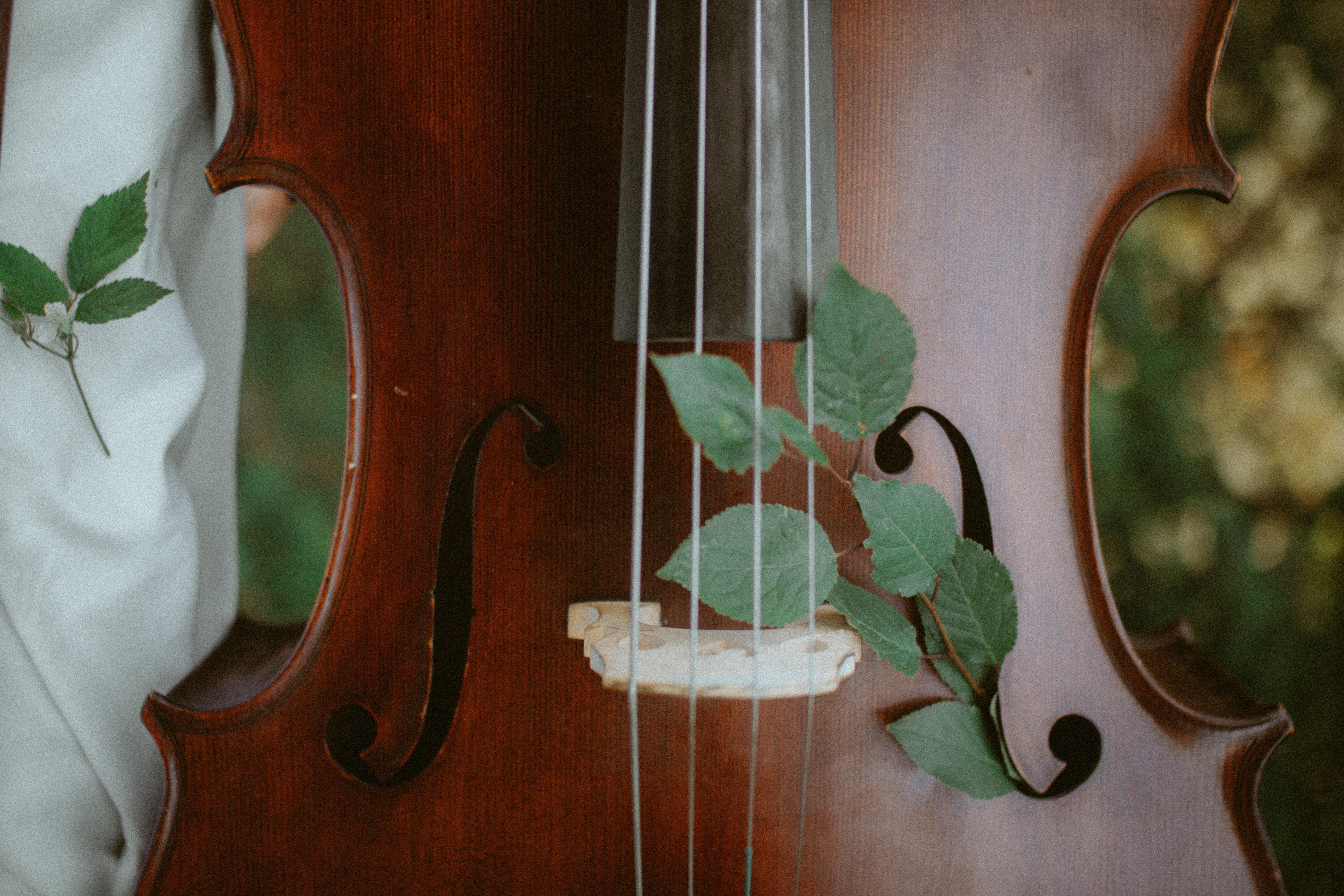 Hier findest Du alles, was Anfänger über das Cello lernen wissen müssen.