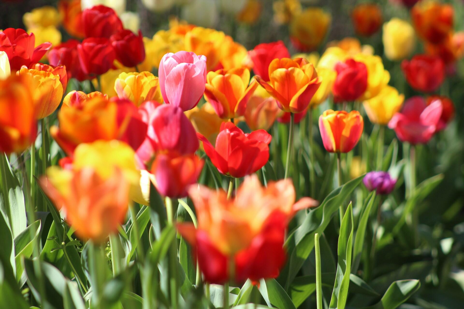 Feld mit bunten Tulpen.
