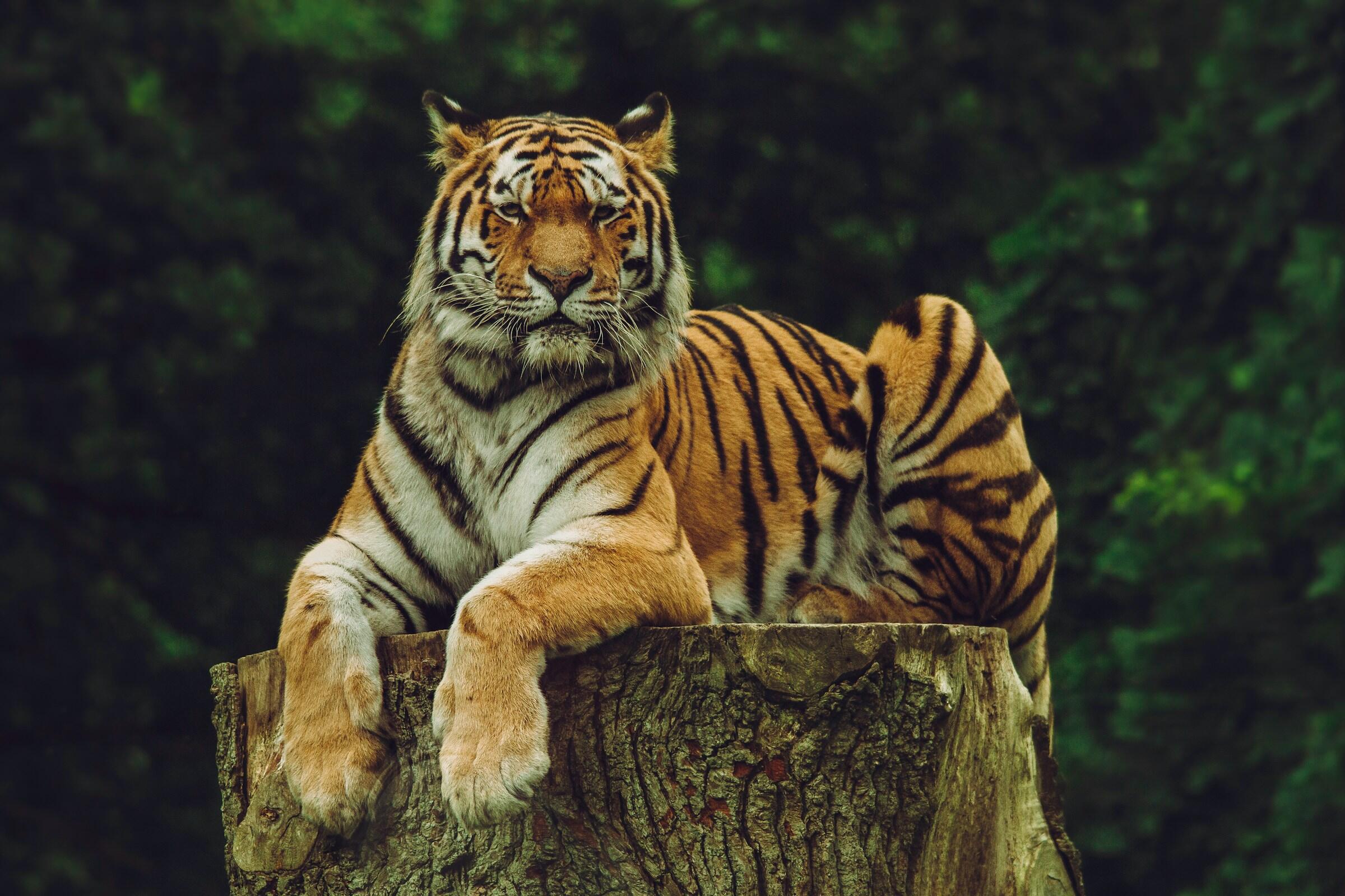 Ein Tiger liegt auf einem Baumstamm.