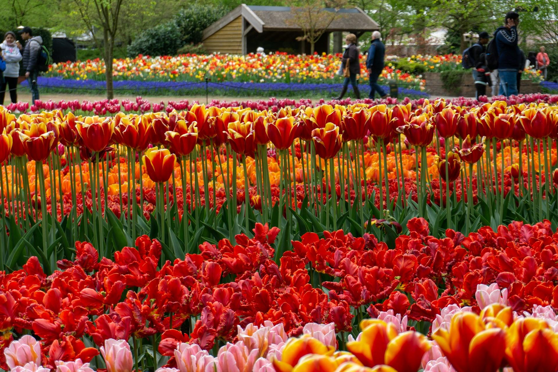 Tulpenfeld in Amsterdam
