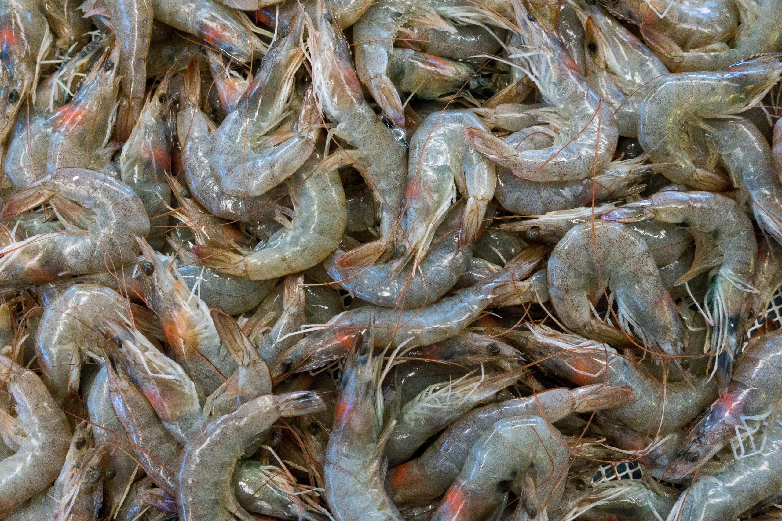 Zahlreiche Garnelen liegen zum Verkauf in einem Markt in Portugal. Plant genug Geld für Essen in Portugal ein!
