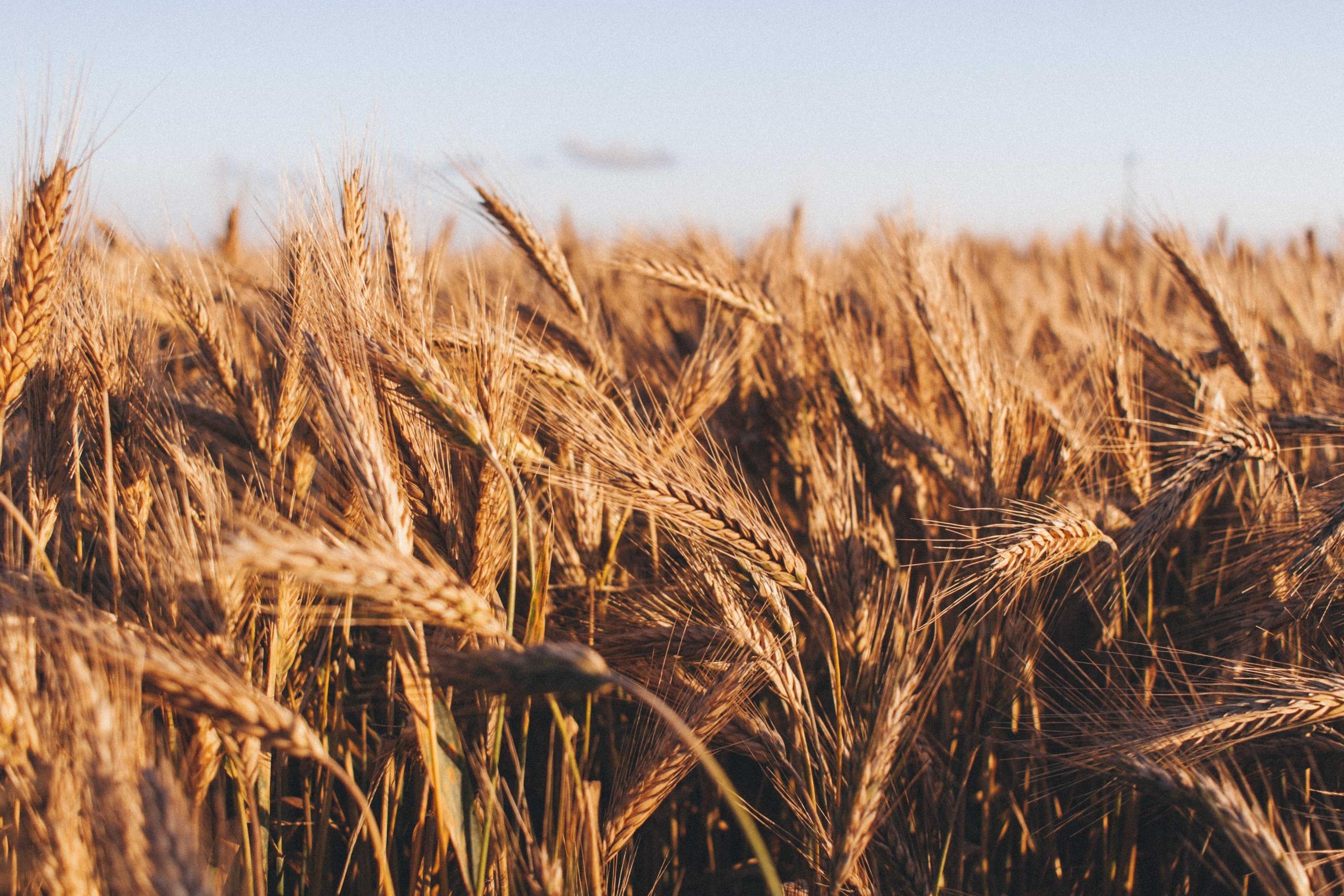 Ein Weizenfeld - Gluten ist ein Protein, das in Weizen vorkommt.
