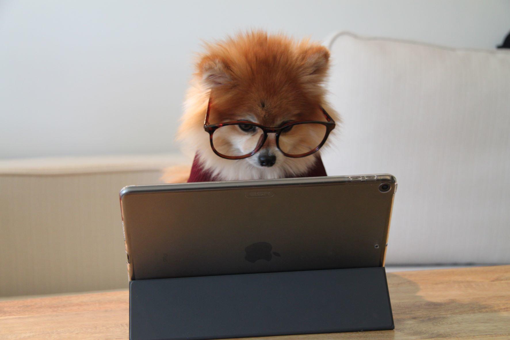 Ein Hund der Rasse Spitz sitzt mit Lesebrille vor einem Tablet.