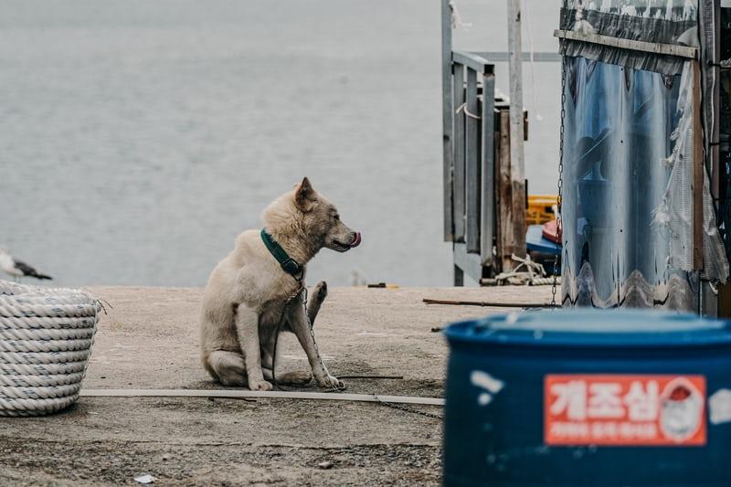 Ein Hund auf der Strasse in Korea, im Hintergrund Wasser.