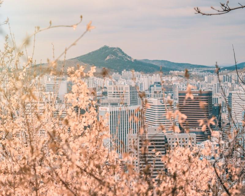 Blick auf Seoul, Skyline und Berg, im Vordergrund blühende Kirschbäume. Koreas besondere Geschichte hat Seoul zur Hauptstadt Südkoreas gemacht.