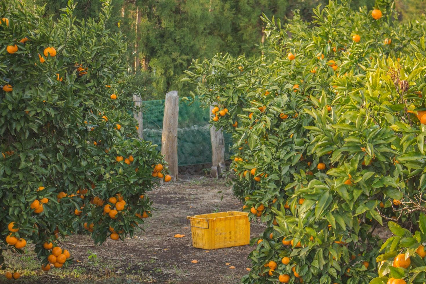 Orangenbäume mit vielen Orangen auf Jejudo. In der Mitte steht eine Erntekiste.