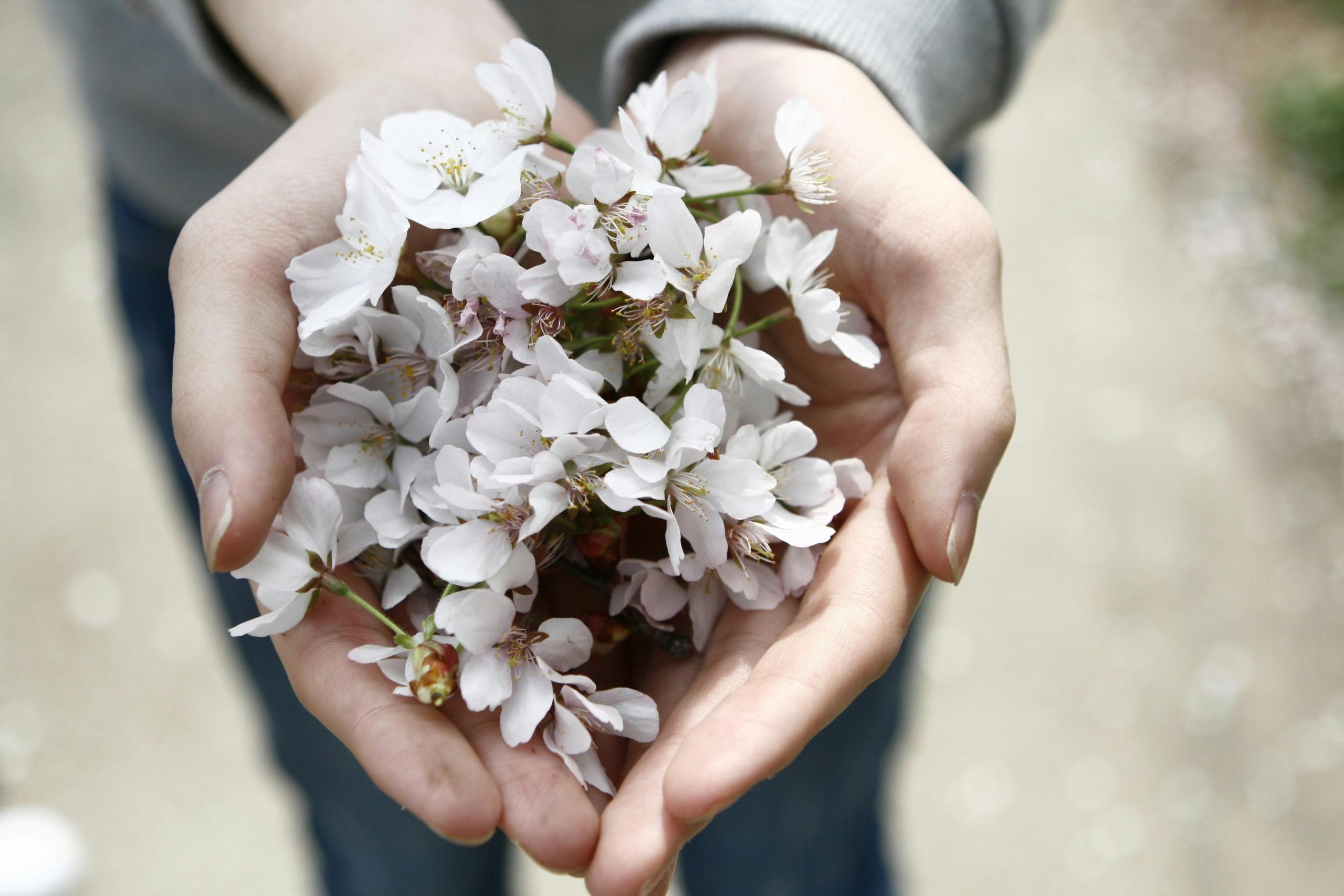 Zwei Hände zu einer Schale gefaltet reichen Kirschblüten. In Korea nimmt man Geschenke mit beiden Händen an.