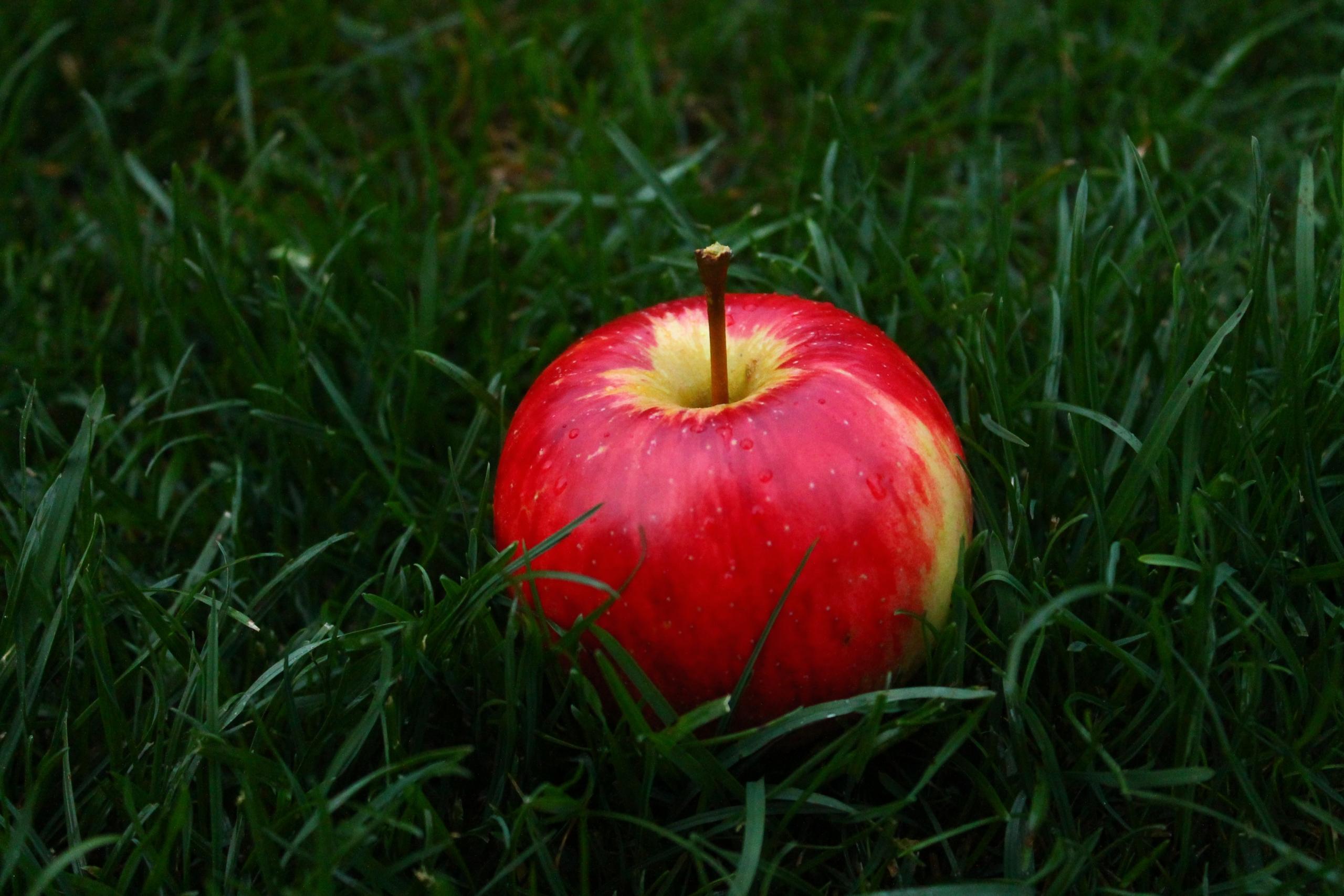 Ein rot-gelber Apfel mit langem Stiel liegt mitten in grünen Gräsern.