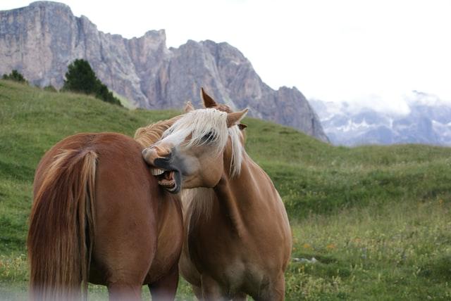 Zwei Haflinger kratzen sich den Rücken auf einer Alpenweide mit den Dolomiten im Hintergrund.