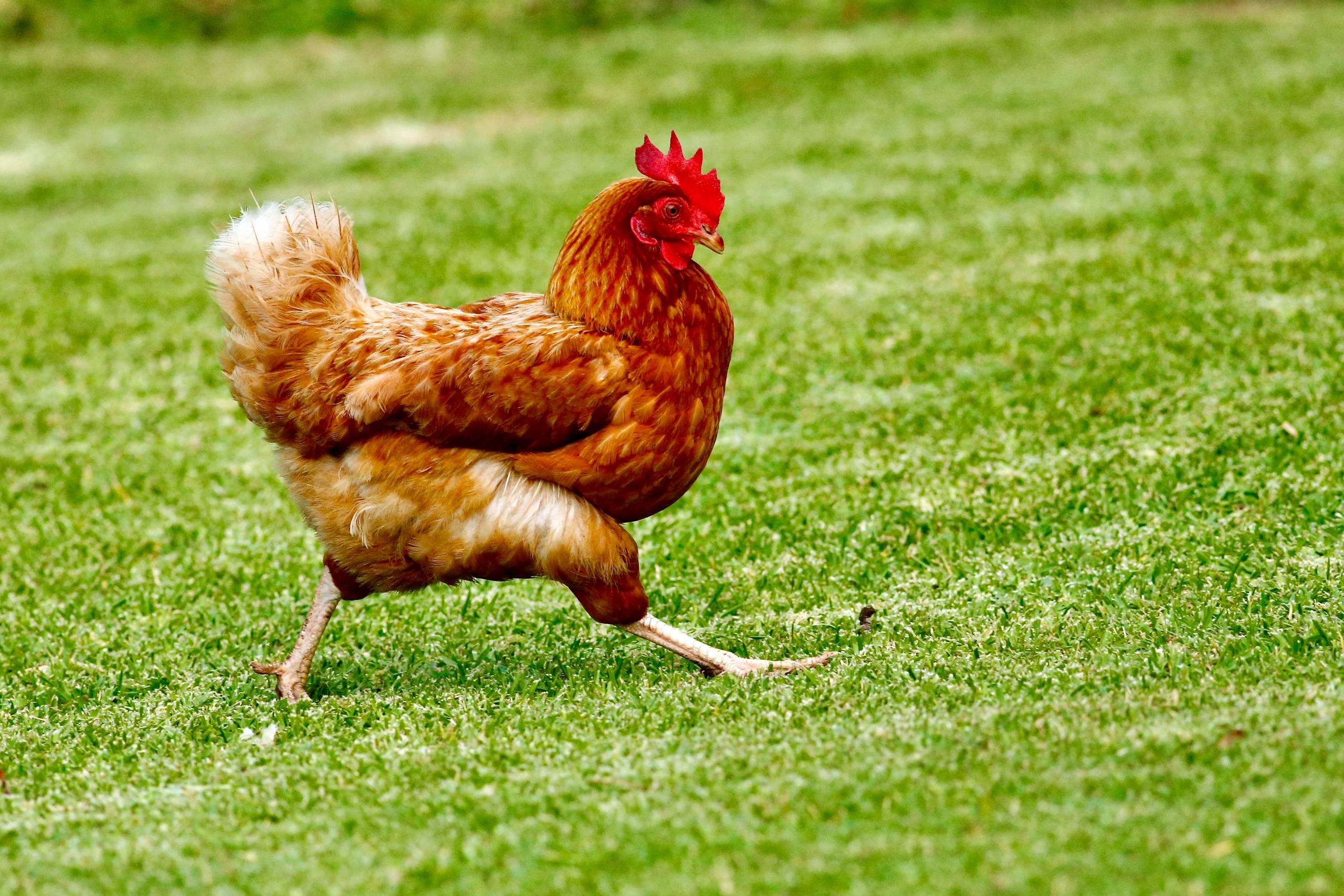 Mit großen Schritten rennt ein braunes Huhn über eine grüne Rasenfläche.