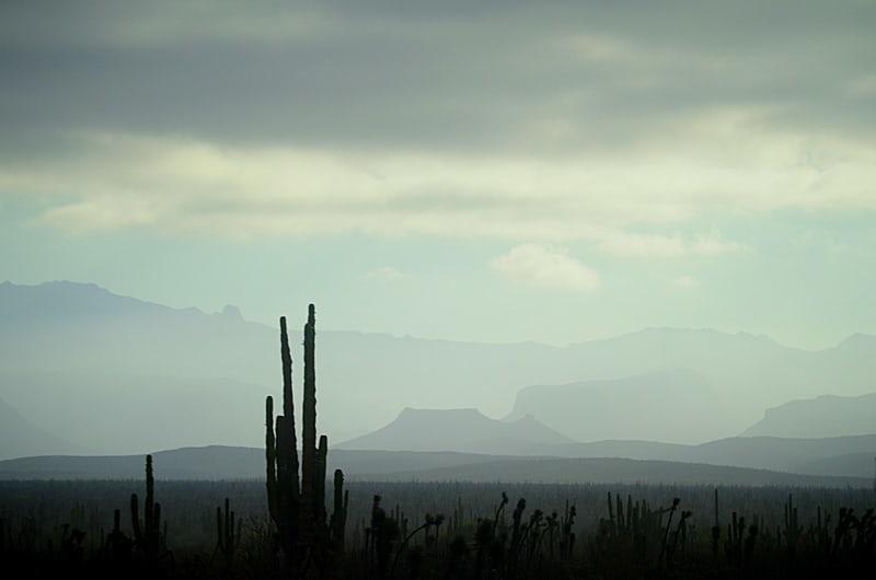 Eine weite Landschaft mit hochgewachsener Kaktee im Vordergrund.