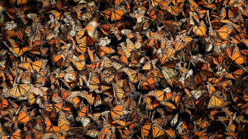 Tausende Monarch-Falter dicht an dicht gedrängt.