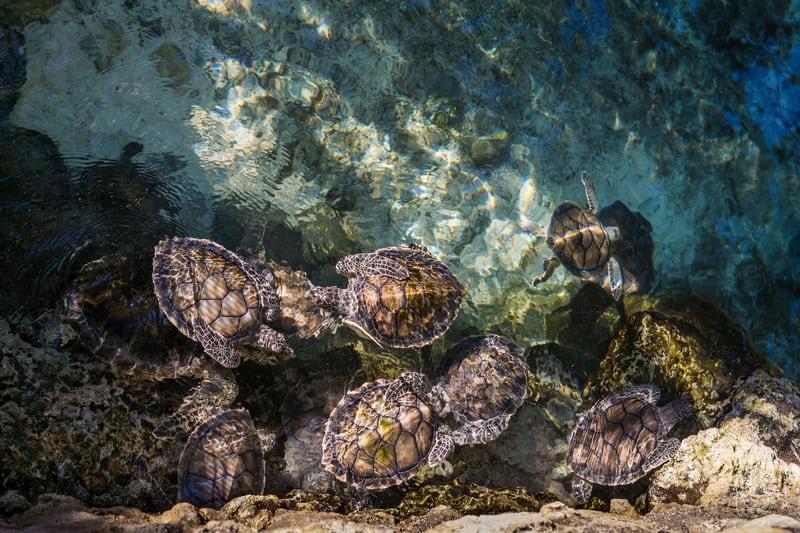 In kristallklarem Wasser tummeln sich Schildkröten.