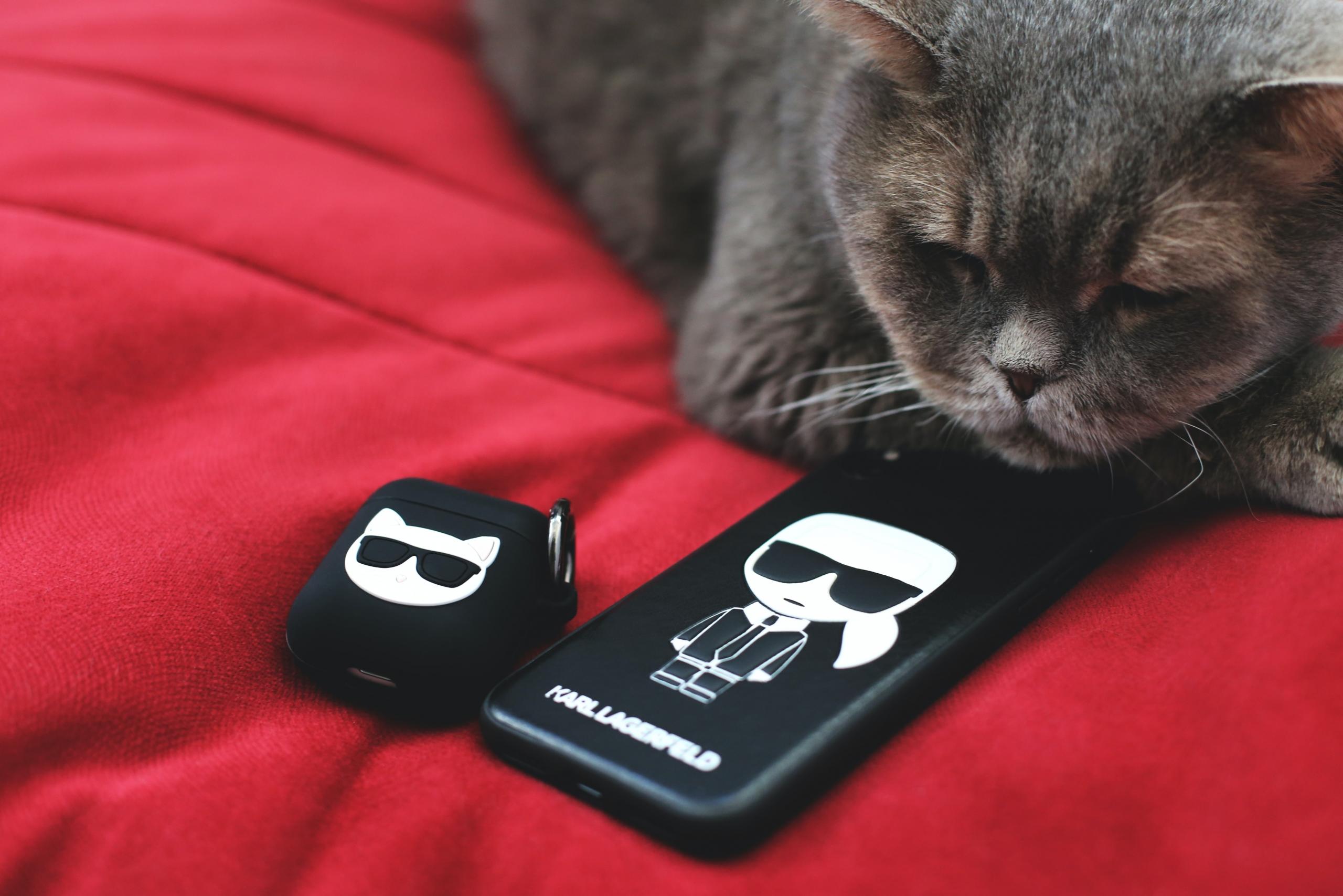 Auf einem roten Kissen liegt eine graue Katze neben zwei Produkten mit dem Karl Lagerfeld Logo.
