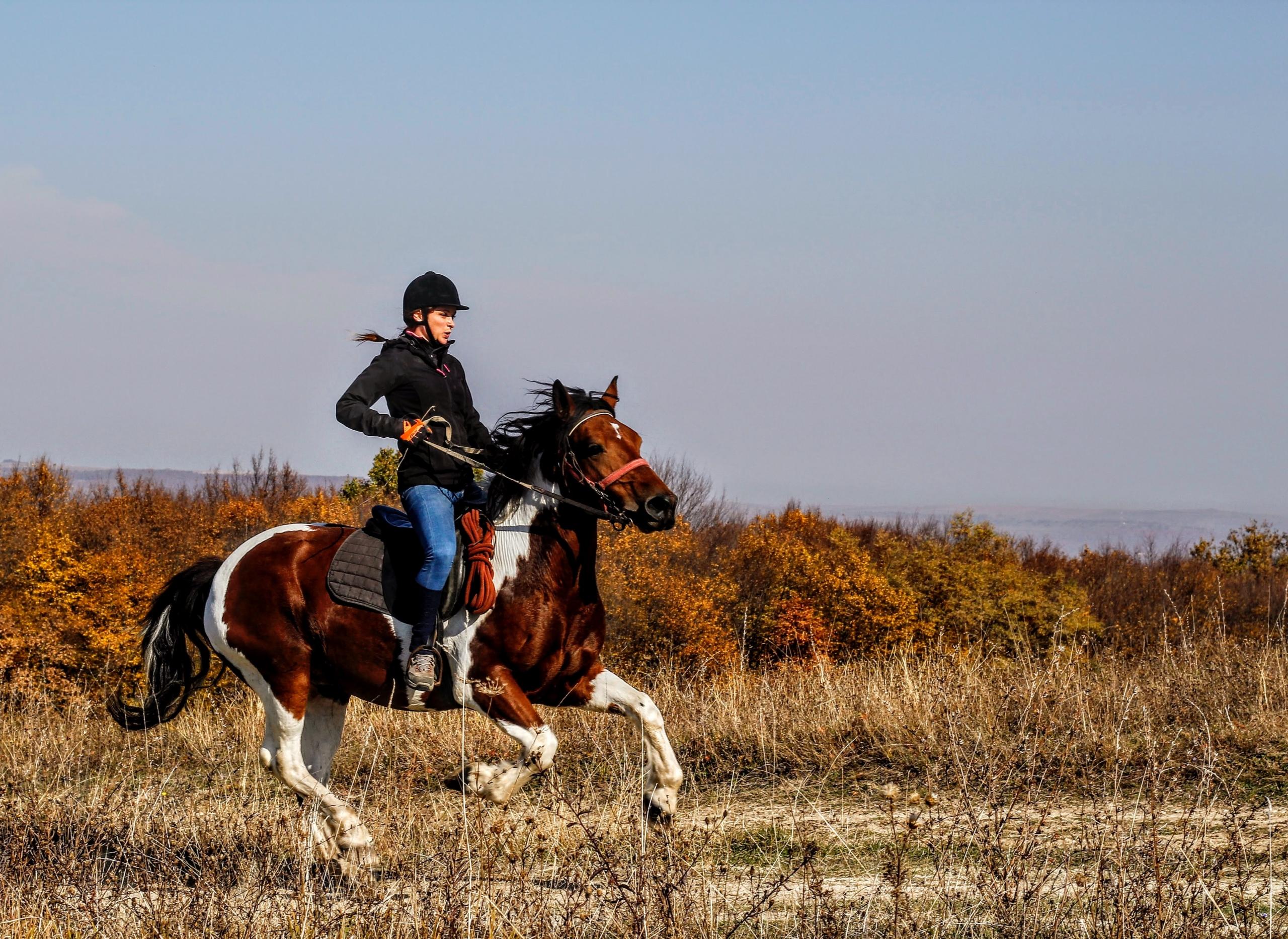 Eine Frau reitet schnell auf einem Pferd inmitten der Heide