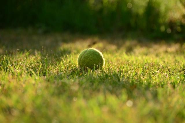 Ein gelber Ball fürs Tennis im Gras liegend ist auf Bodenhöhe fotografiert und das Bild läßt Büsche unscharf im Hintergrund vermuten.