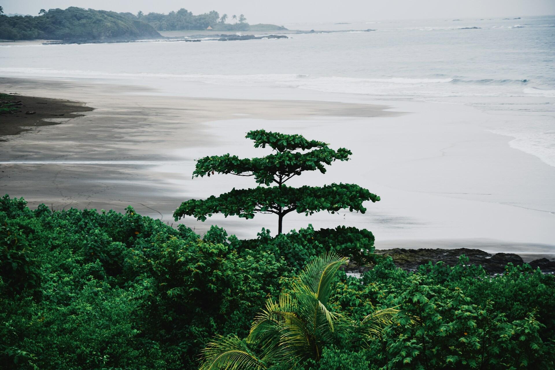 Eine Szene mit Regenwald und Strand