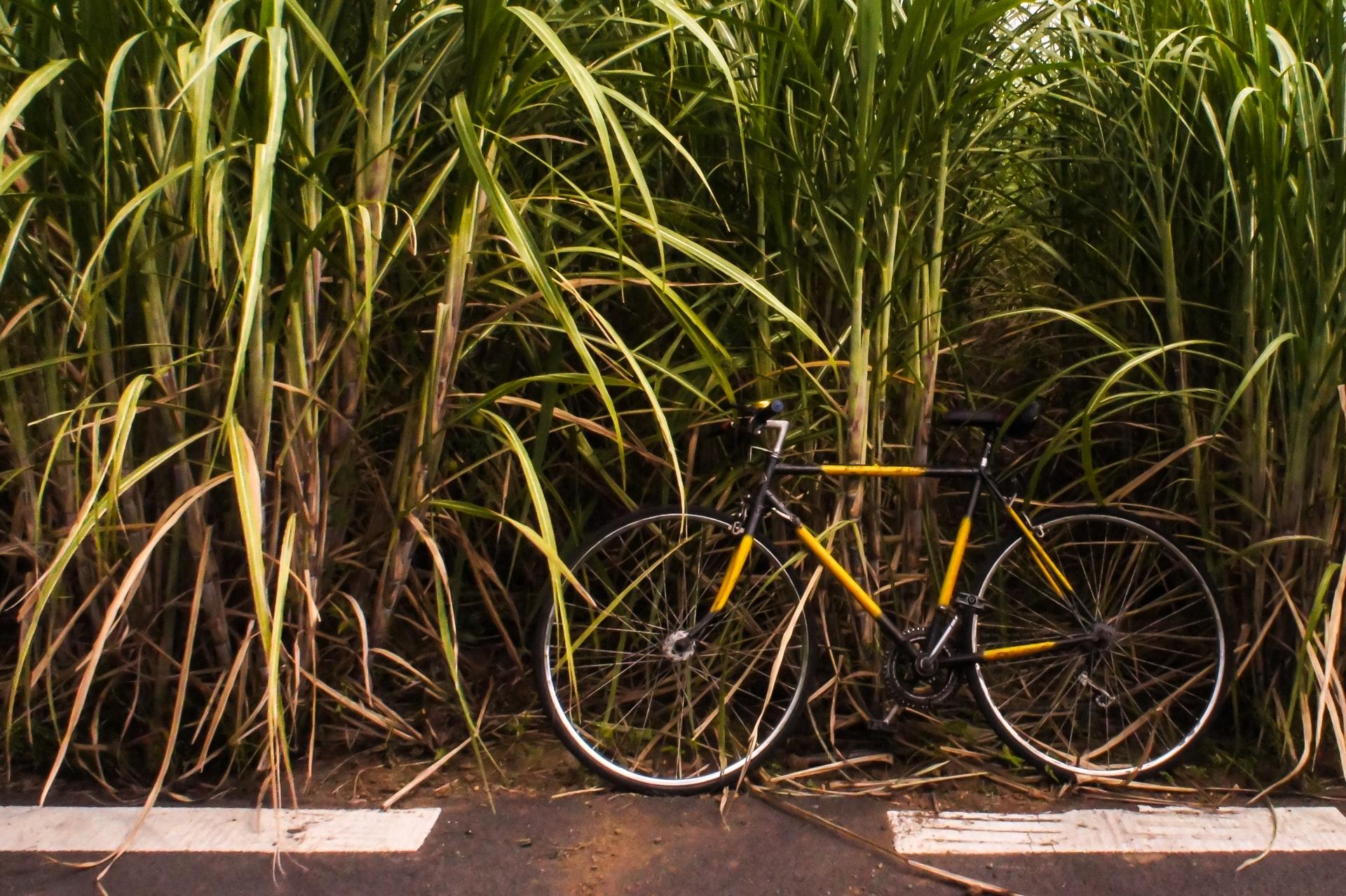 Ein schwarz und gelb gestreiftes Herrenfahrrad für die Stadt steht an einem hohen Schilfgürtel.