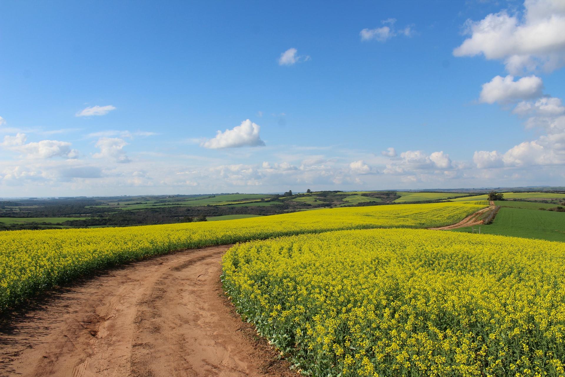 Eine ländlich Landschaft mit gelben Rapsfeldern und blauem sonnigem Himmel.