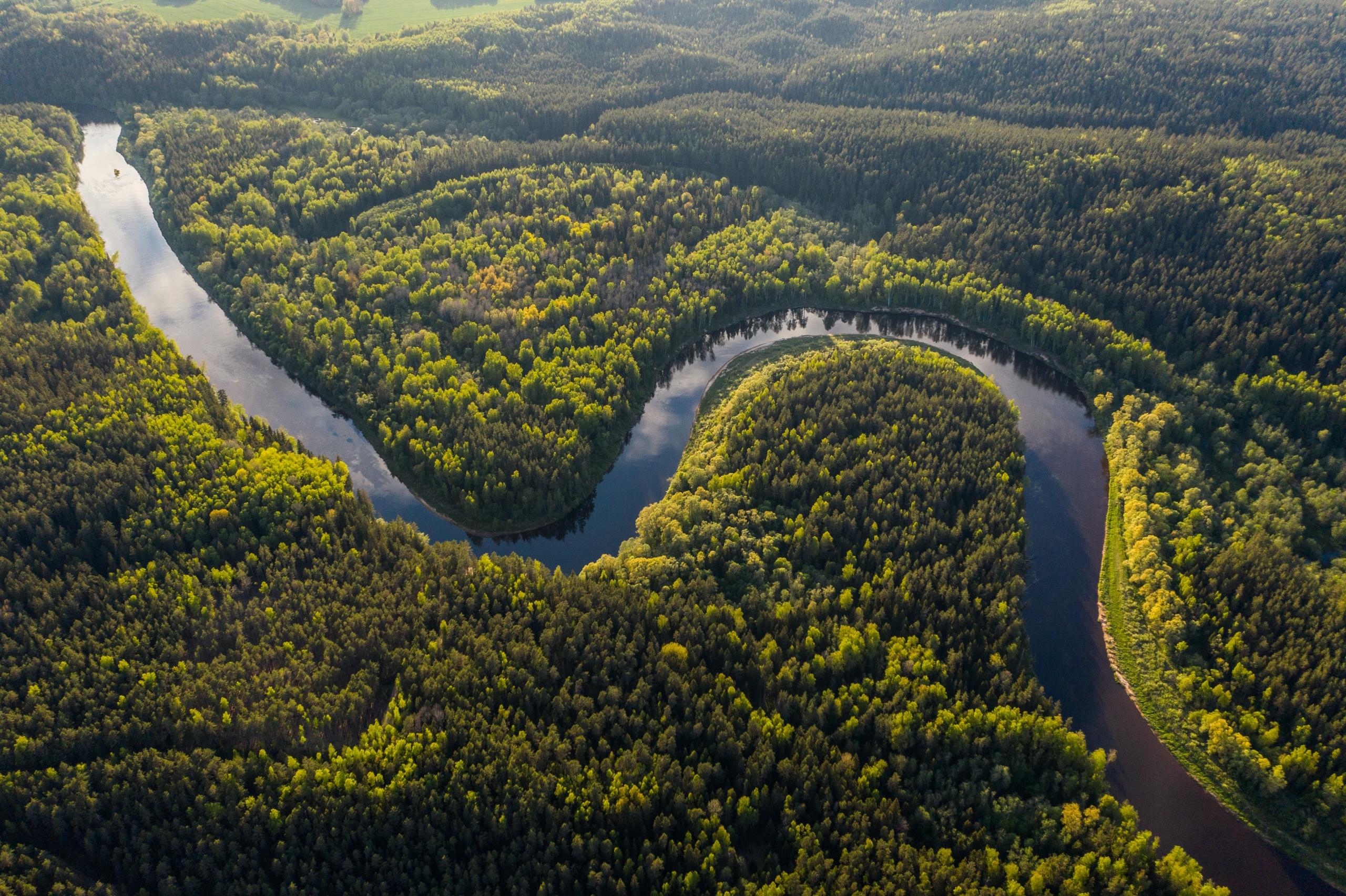 Durch einen grünen Wald schlängelt sich ein langer Fluss.