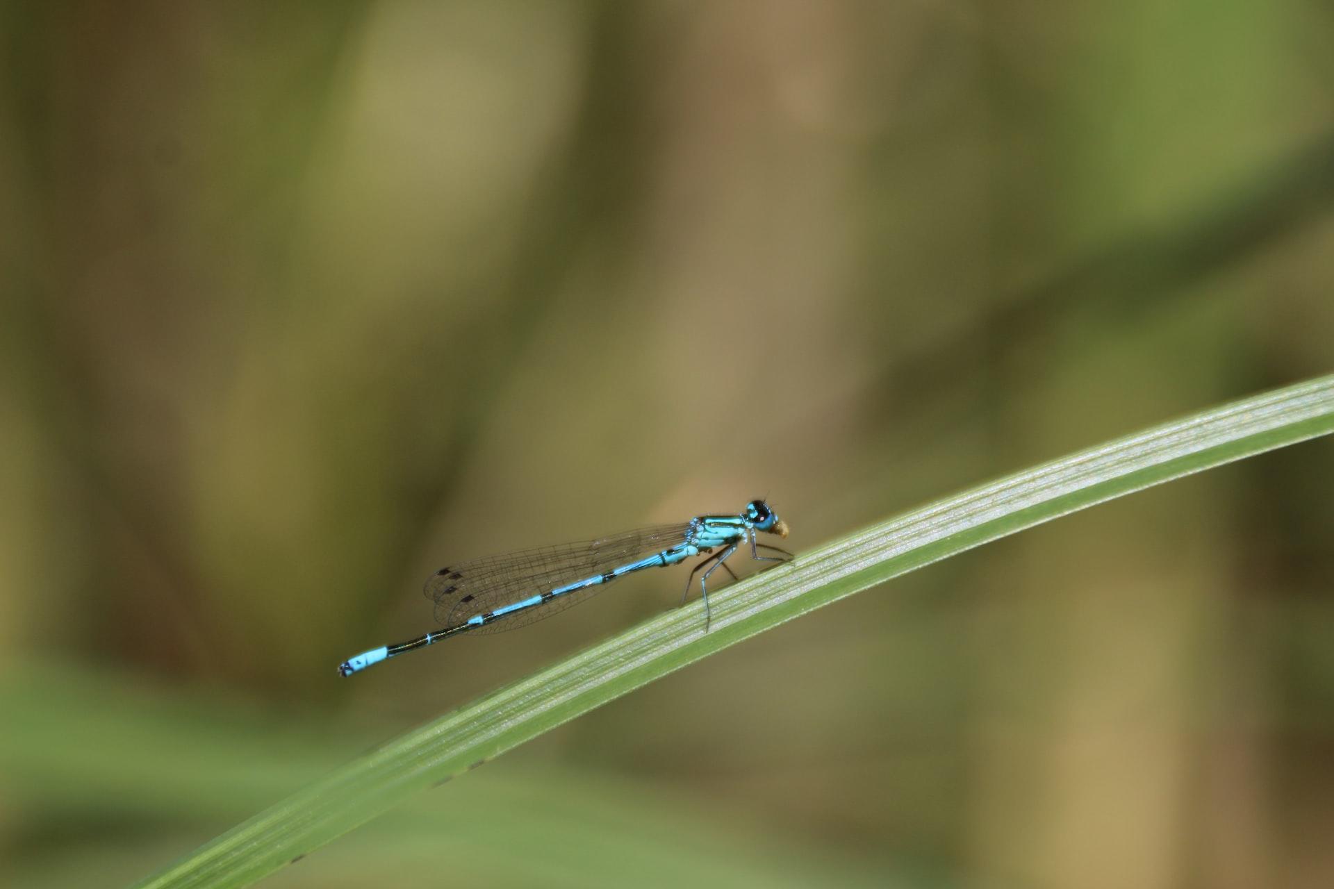 Eine blaue Libelle hockt auf einem grünen Blatt. 