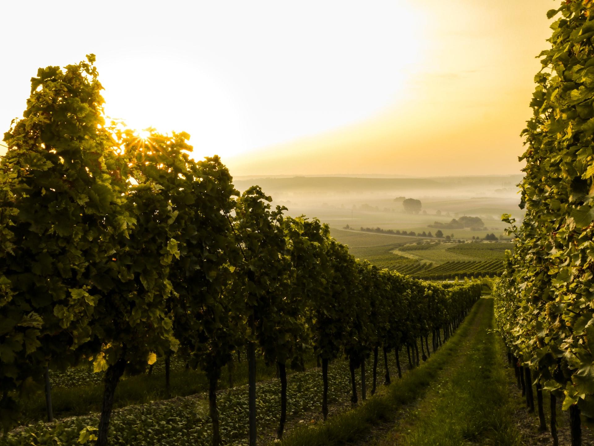 An einem Tal liegt ein Weinanbaugebiet bei untergehender Sonne.