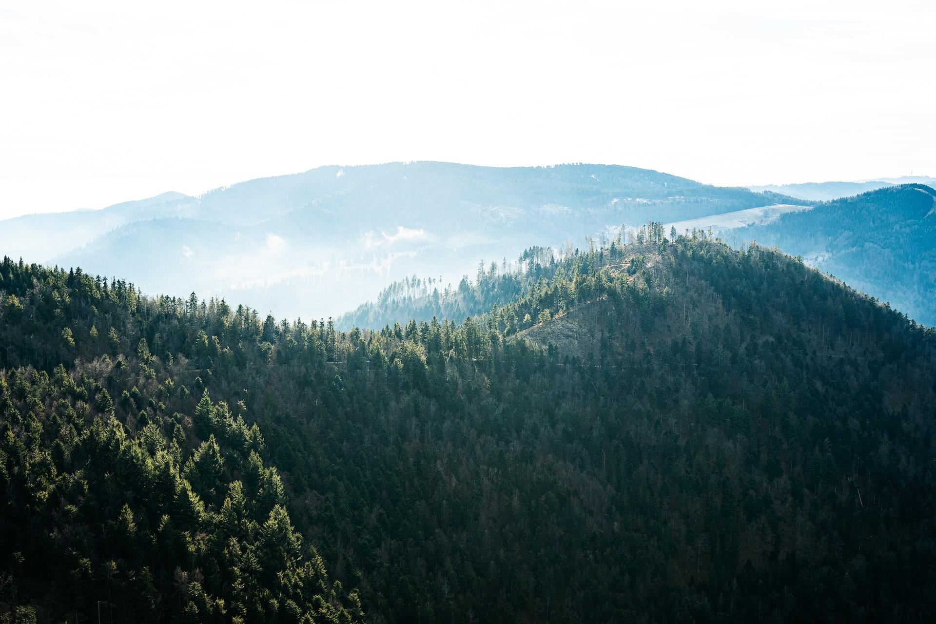 Ein grüner Wald mit vielen Bäumen wird von oben gezeigt.
