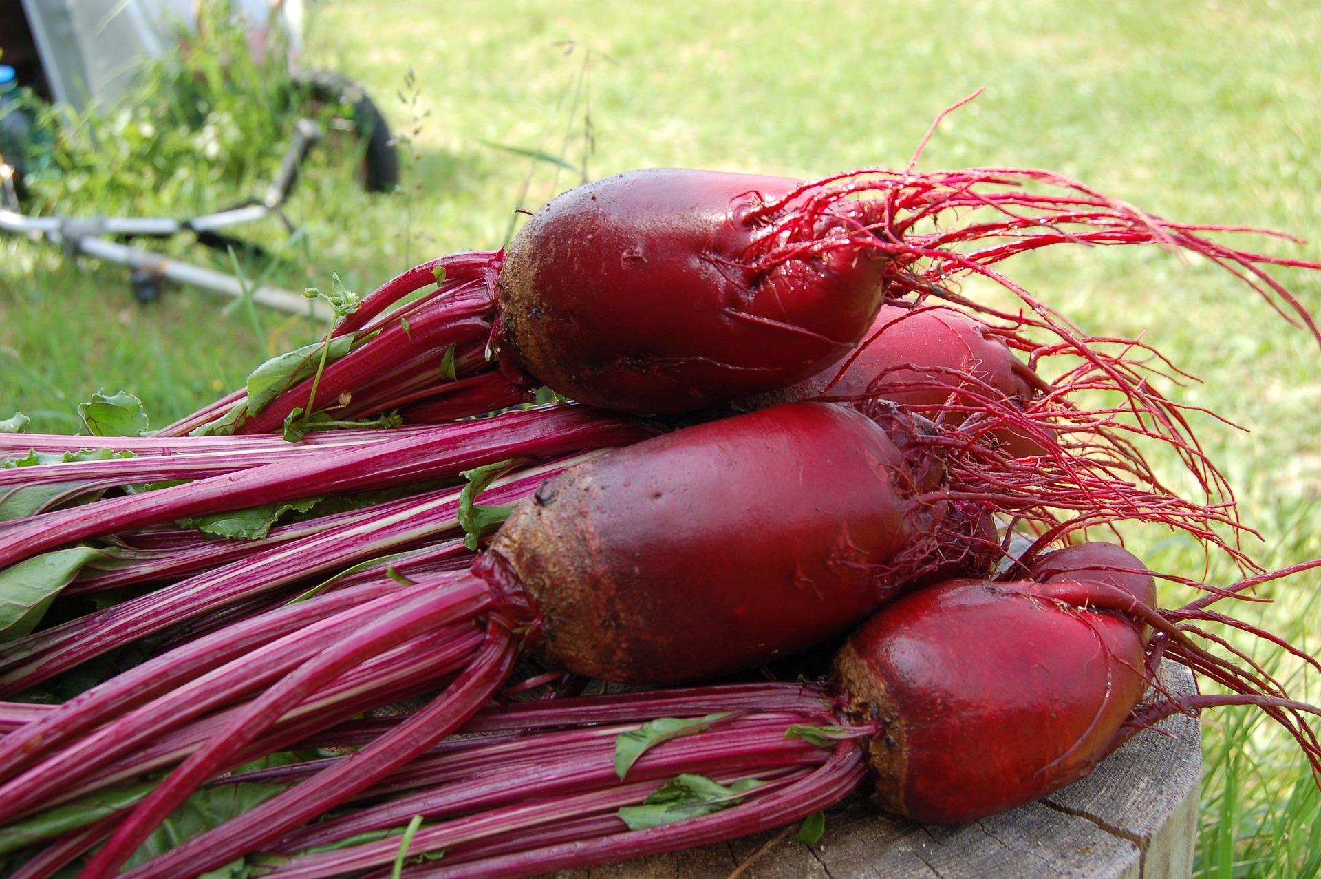 Rote Bete frisch geerntet.