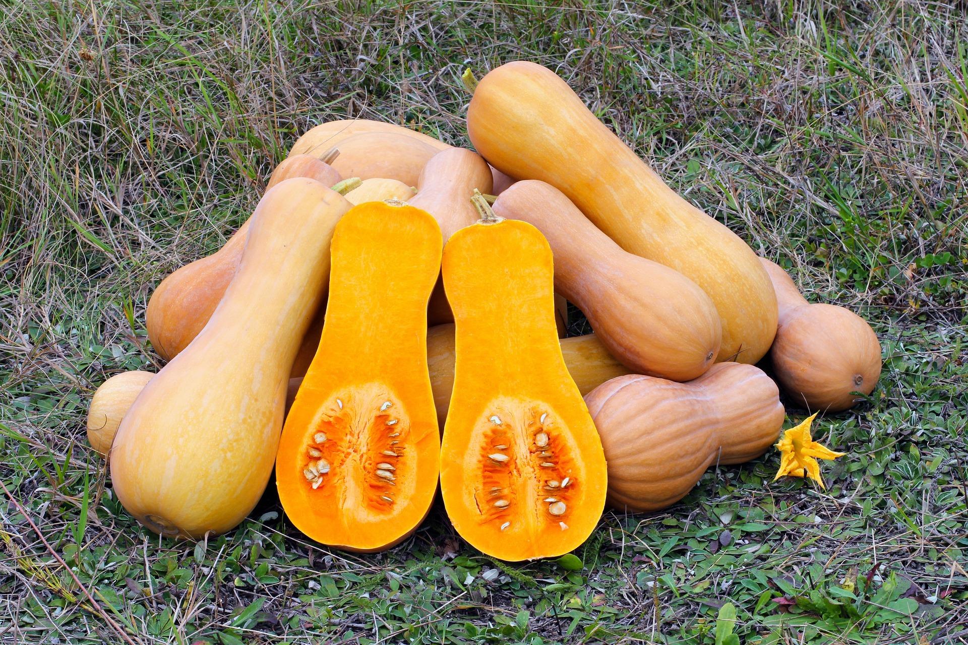 Ernte von mehreren Butternut Kürbissen