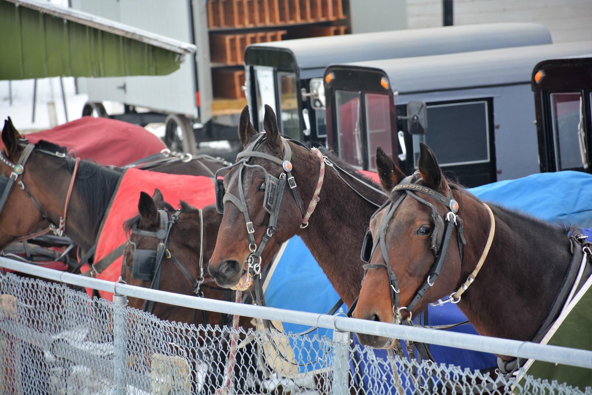Aufgezäumte Pferde der Amish in einer Reihe vor Kutschen wartend.