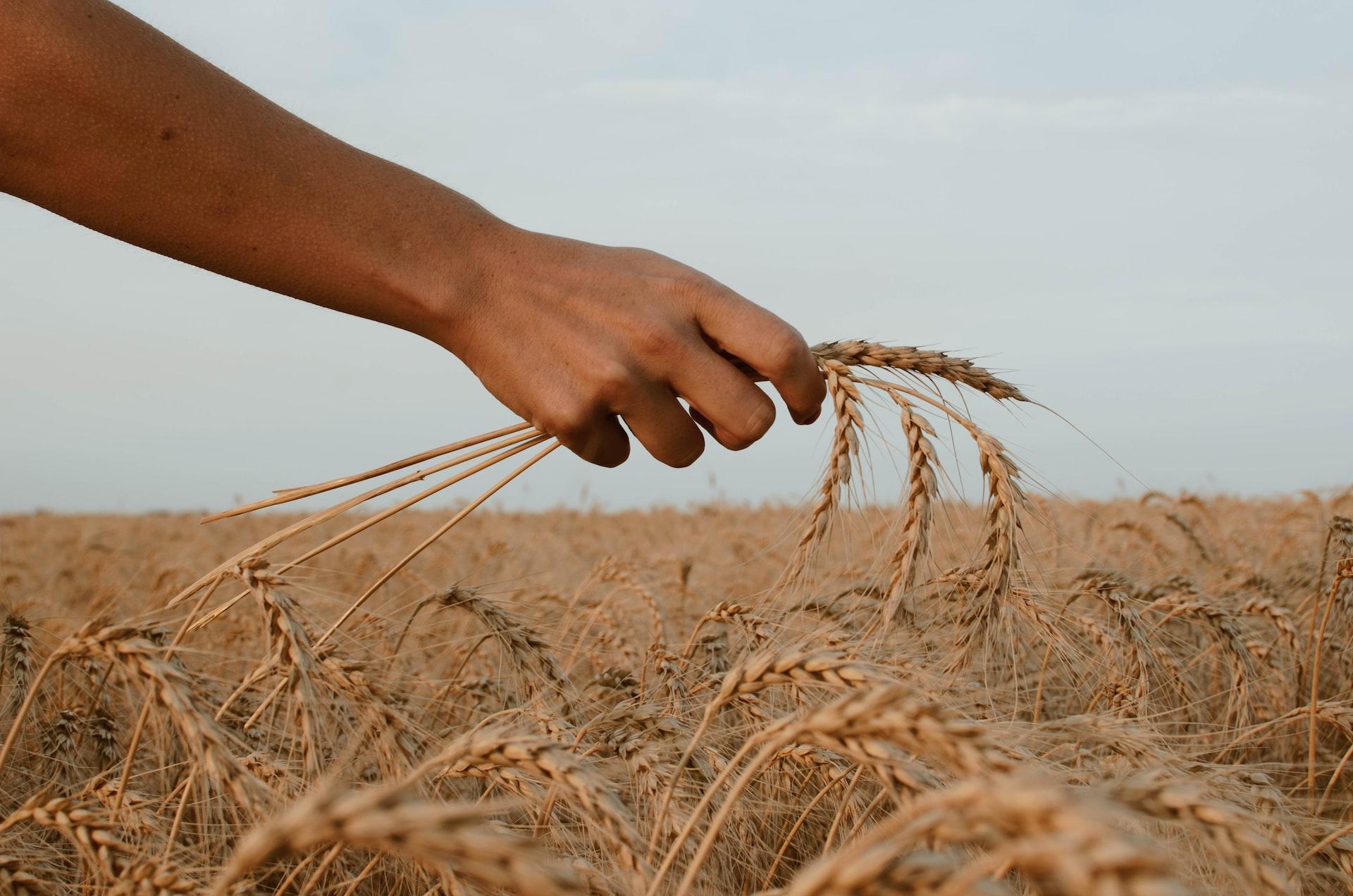 Hand mit Weizen über einem Feld mit Weizen.