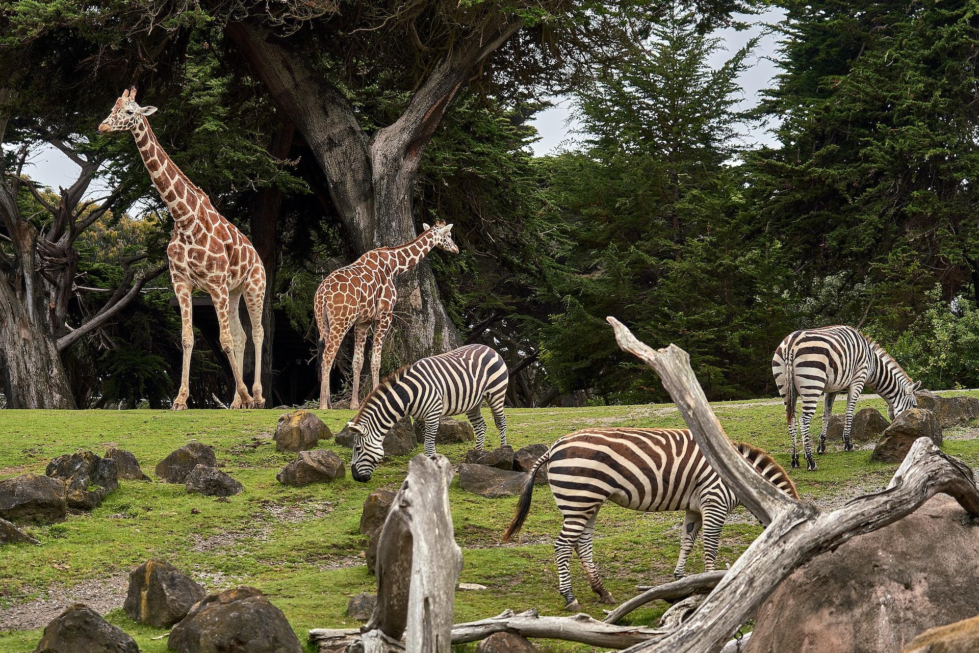 Blick auf Wiese mit Giraffen und Zebras.