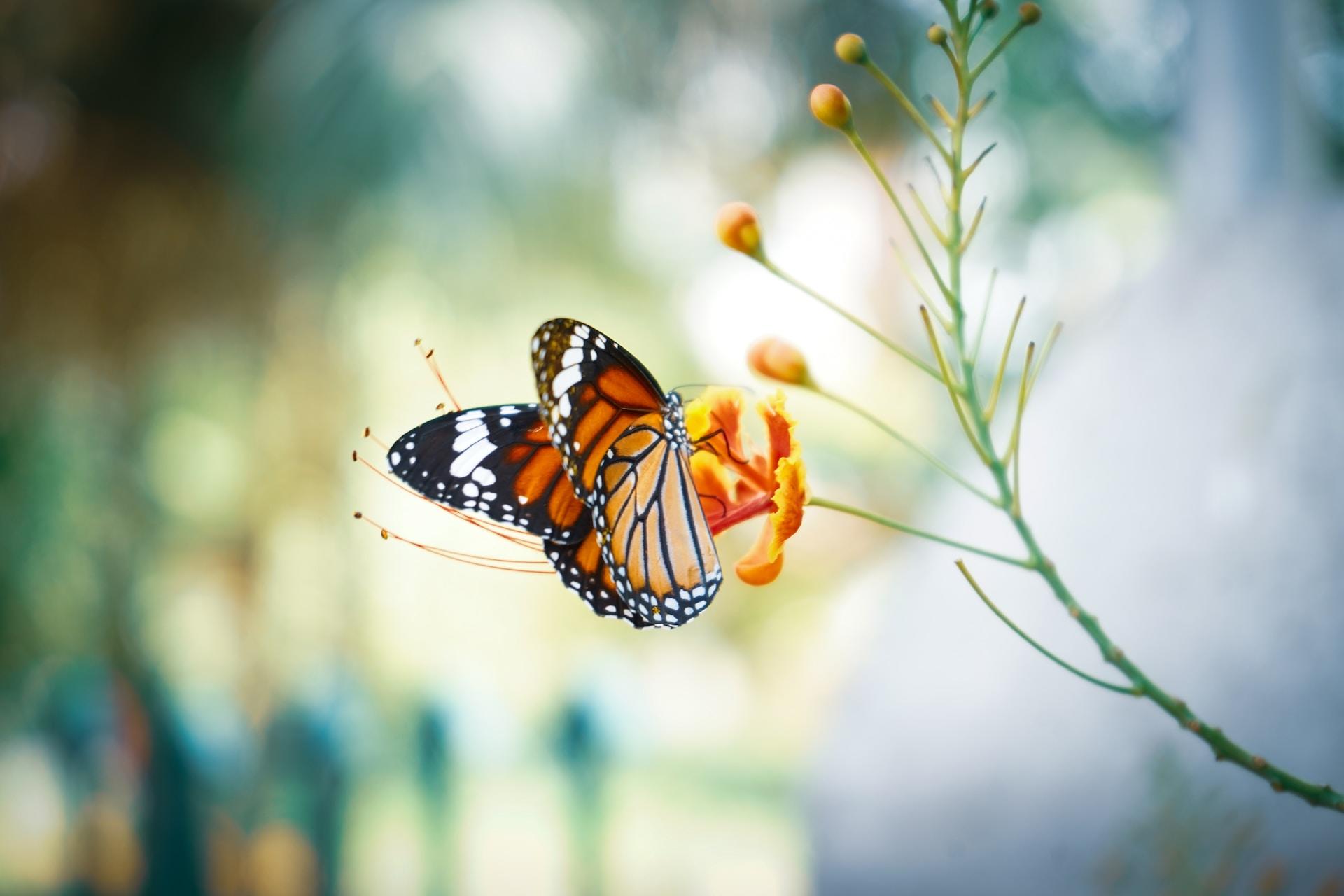 Nahaufnahme eines Schmetterlings an einer orangen Blume.