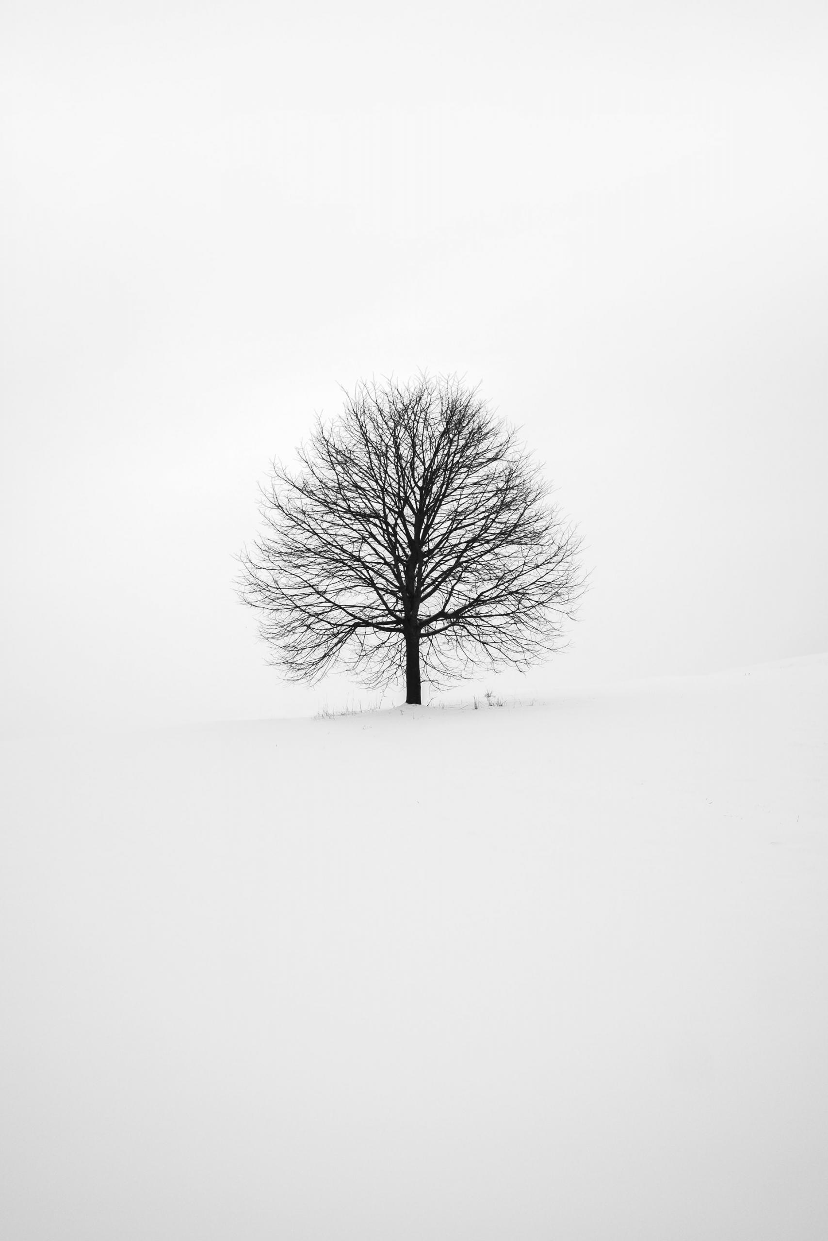 Ein Baum ohne Blätter steht in einer Schneelandschaft