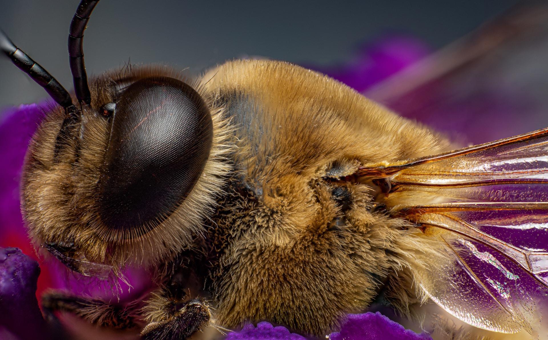 Makro-Fotografie oder Nahaufnahme einer Biene