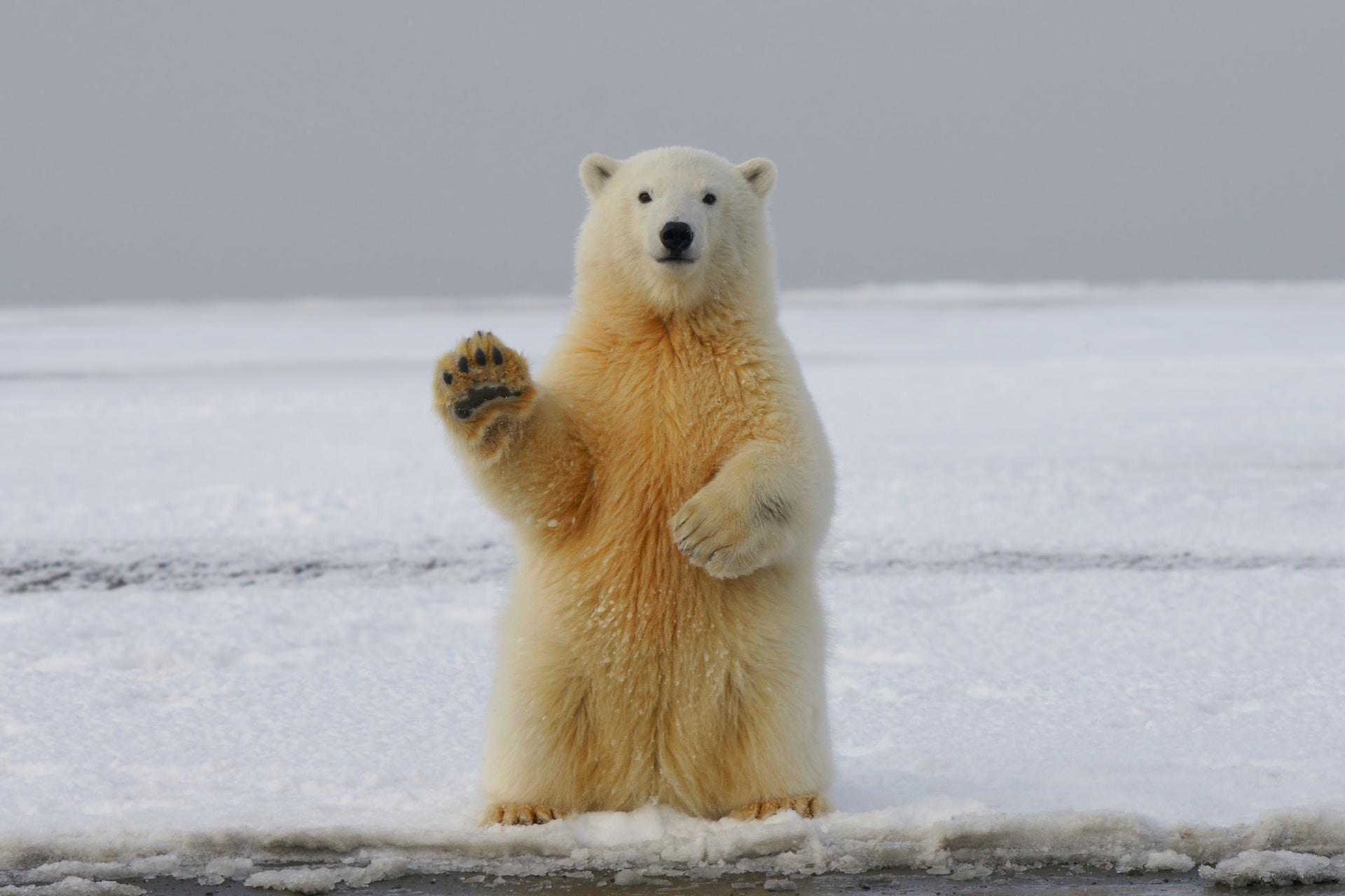 Ein Eisbär steht auf den Hinterbeinen und hält eine Tatze hoch.