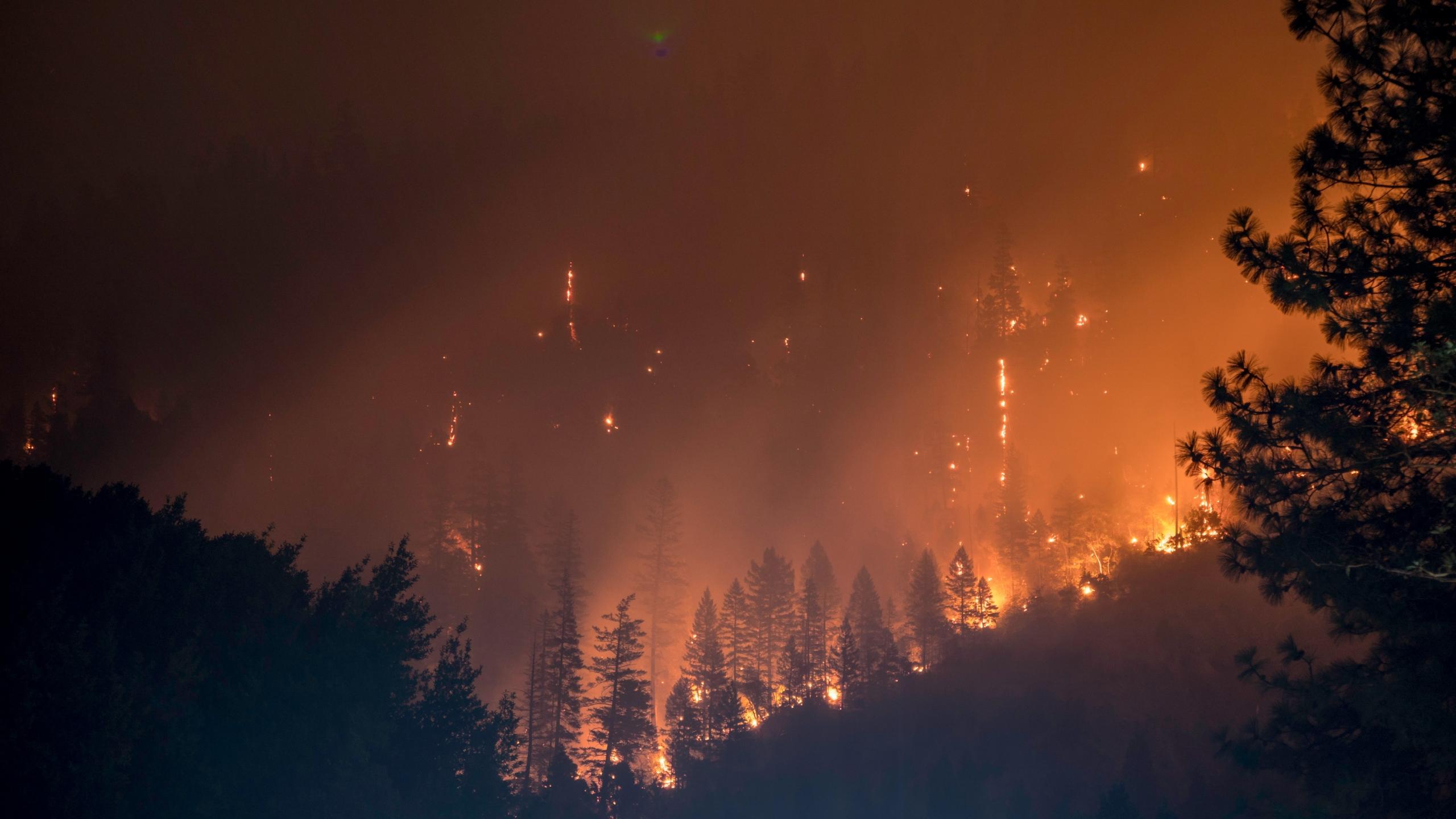 Ein Wald steht in Flammen