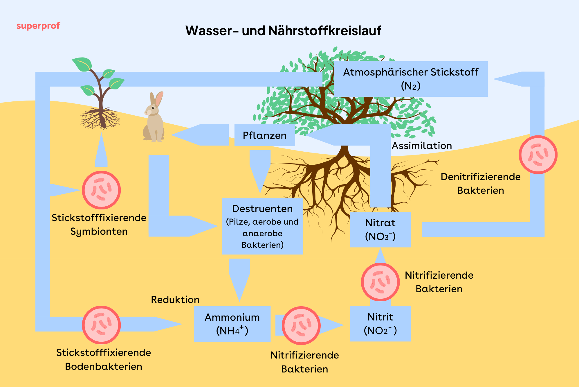 grafische Darstellung eines Nährstoffkreislaufs
