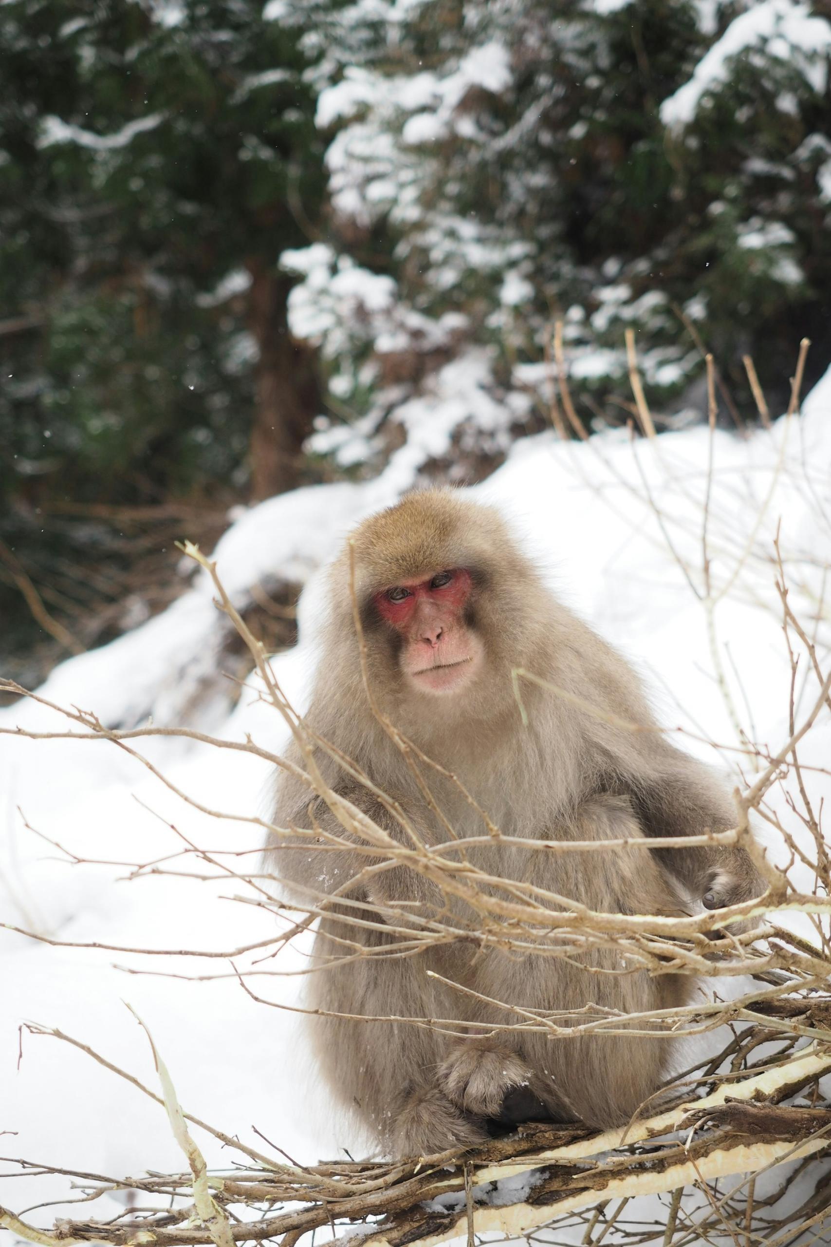 Ein Affe sitzt im Schnee.