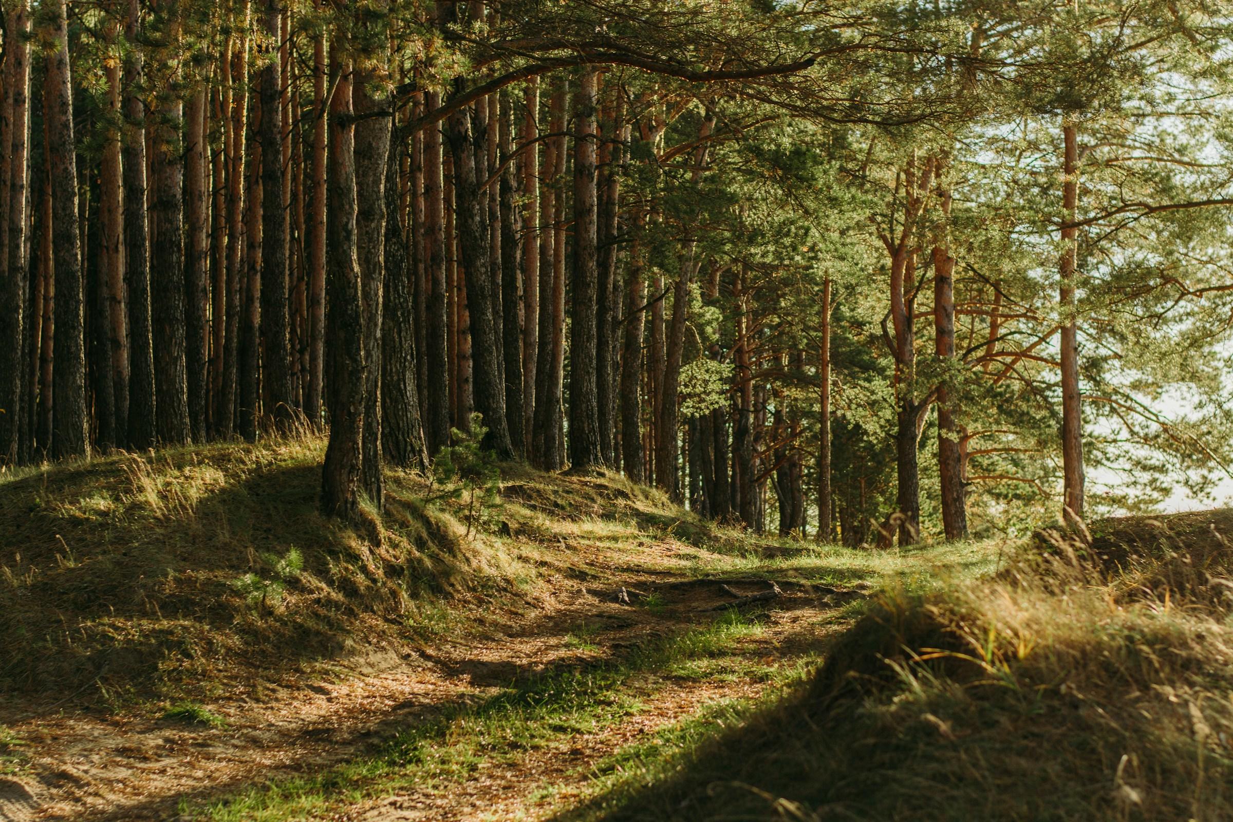 Ein Wald mit einem Waldweg