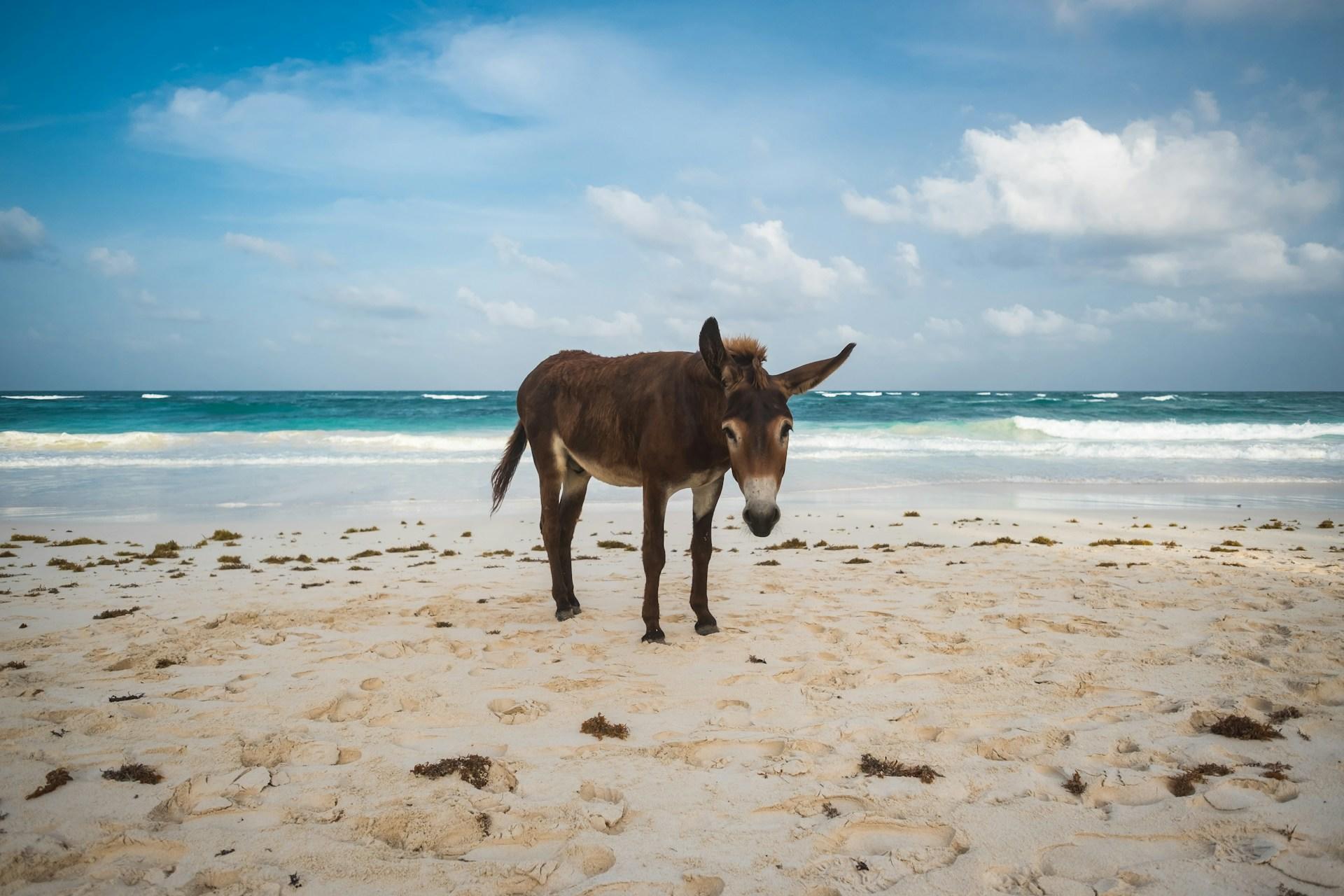 Esel am Strand.