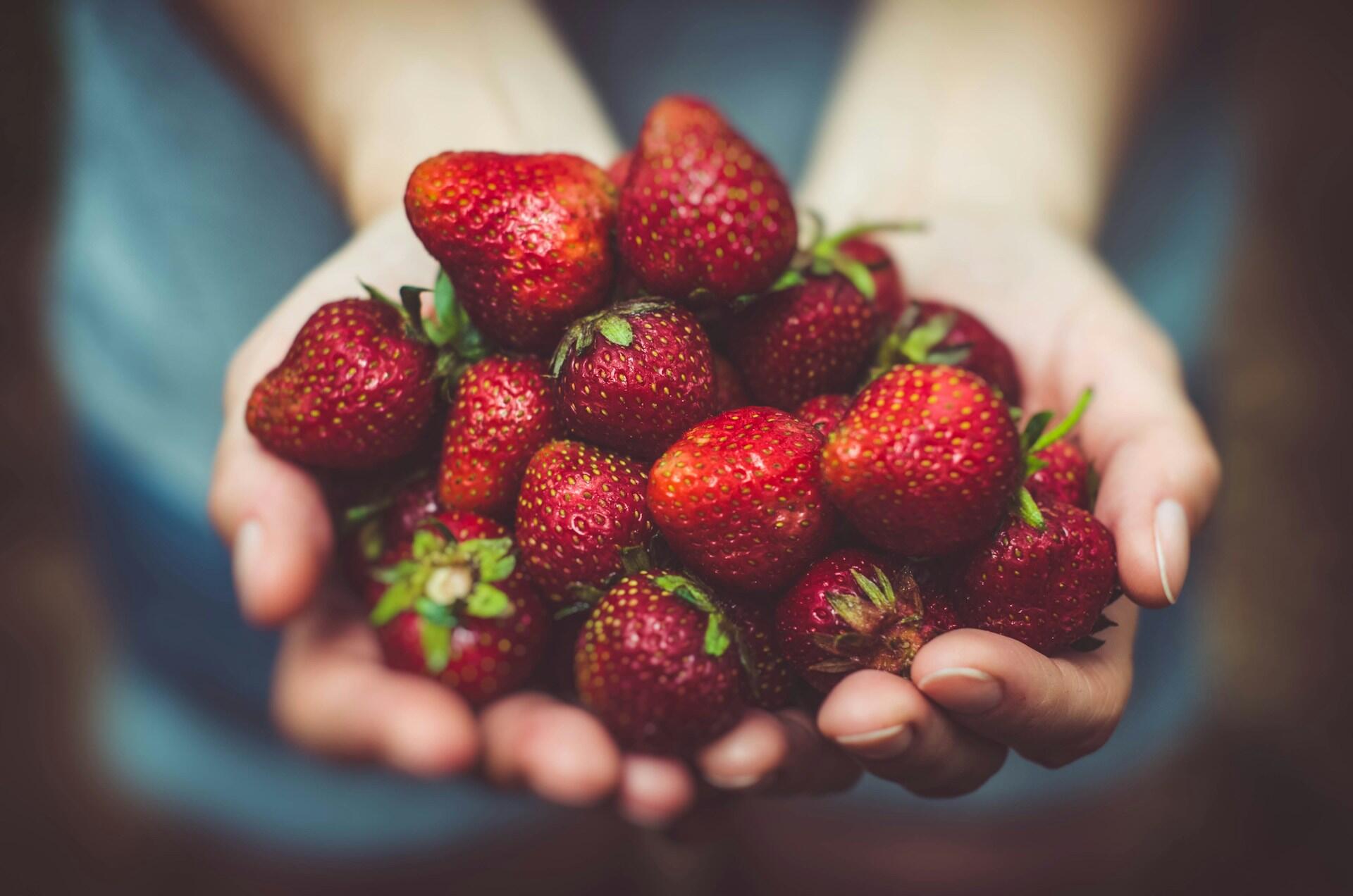 Zwei Hände tragen viele Erdbeeren.