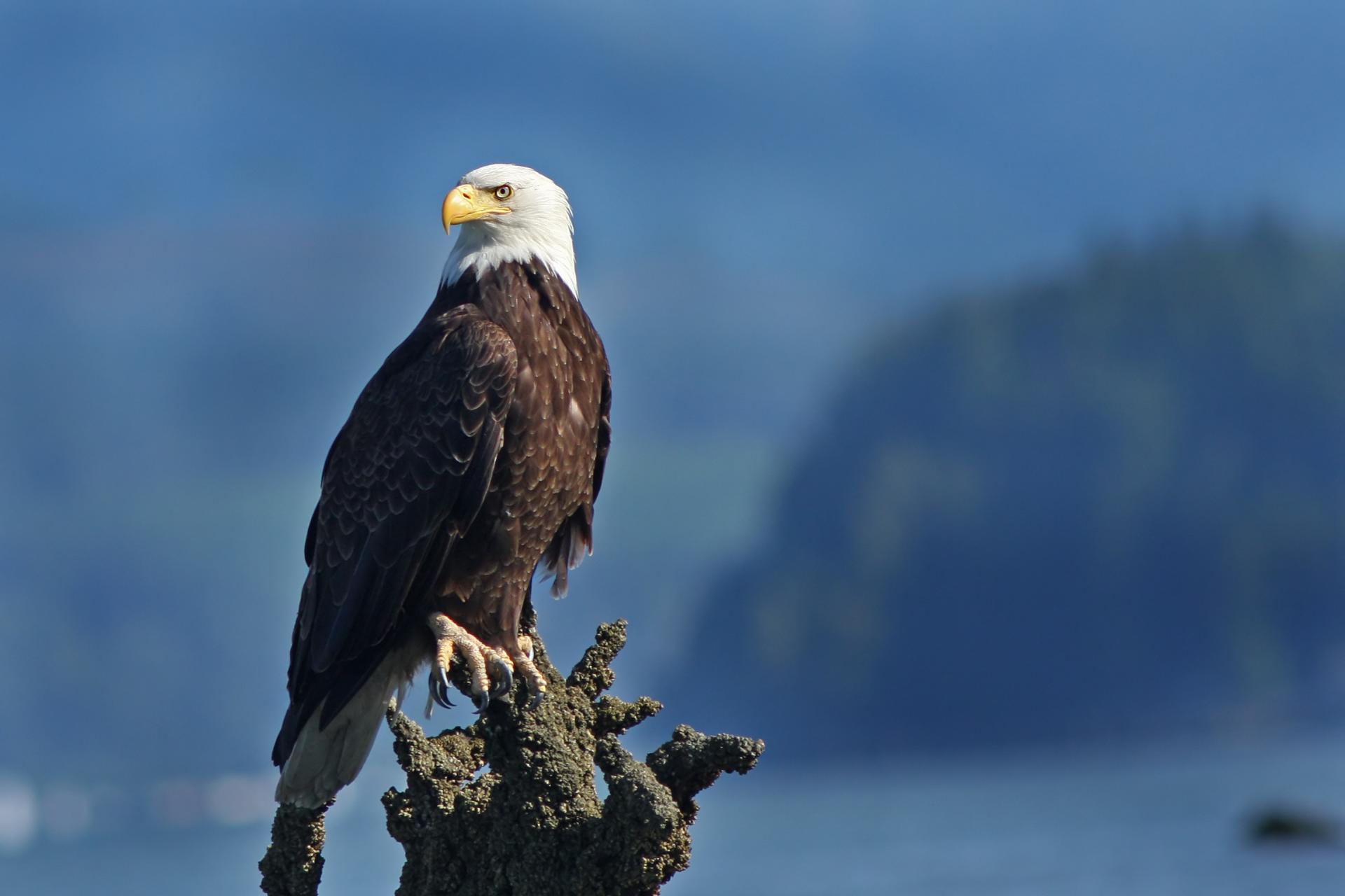 Ein majestätischer Weißkopfseeadler sitzt auf einem moosbedeckten Ast und starrt aufmerksam vor einem unscharfen natürlichen Hintergrund aus Bäumen und Himmel.