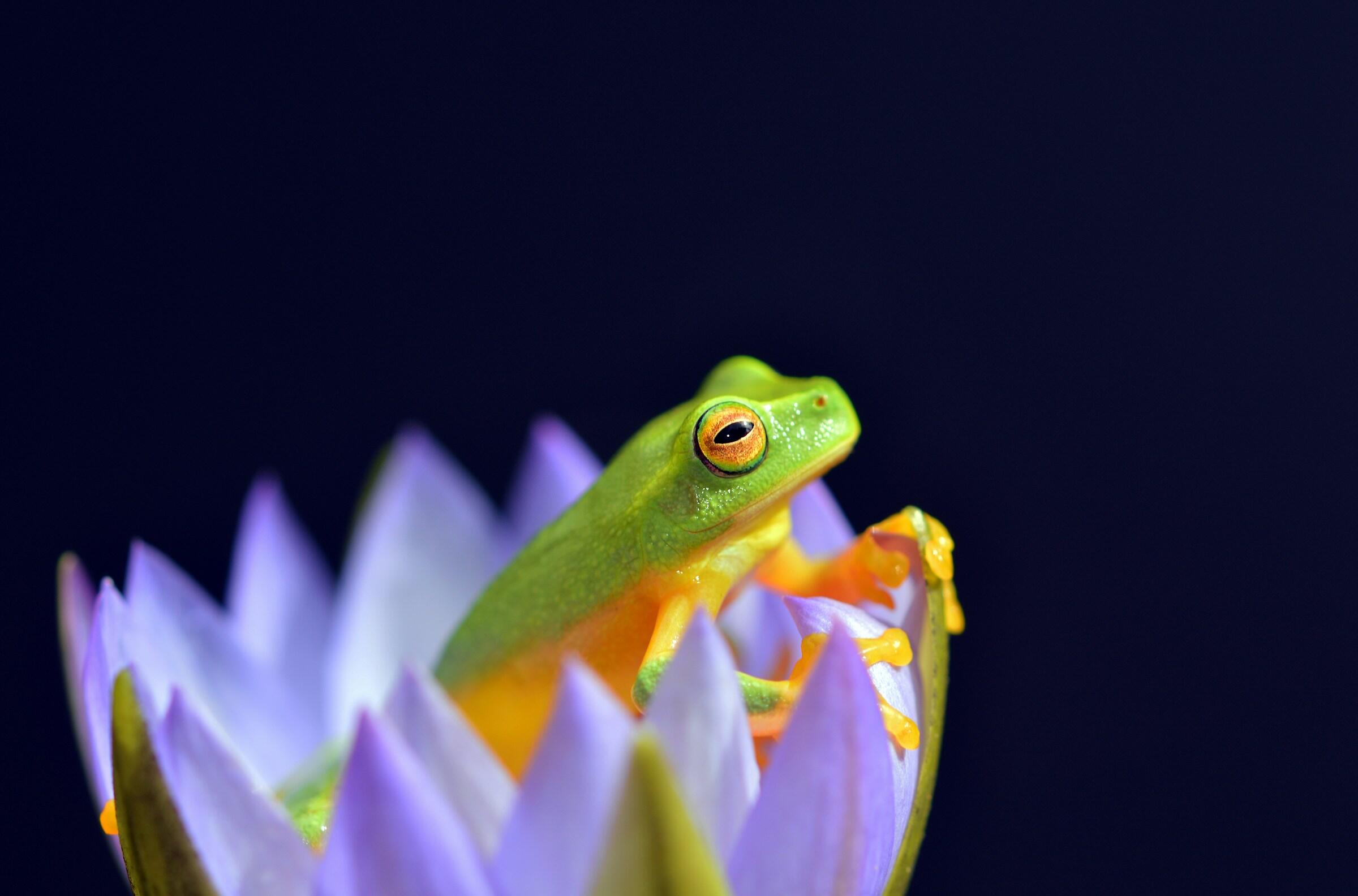 Ein grün orangener Frosch sitzt in einer lilanen Blüte.