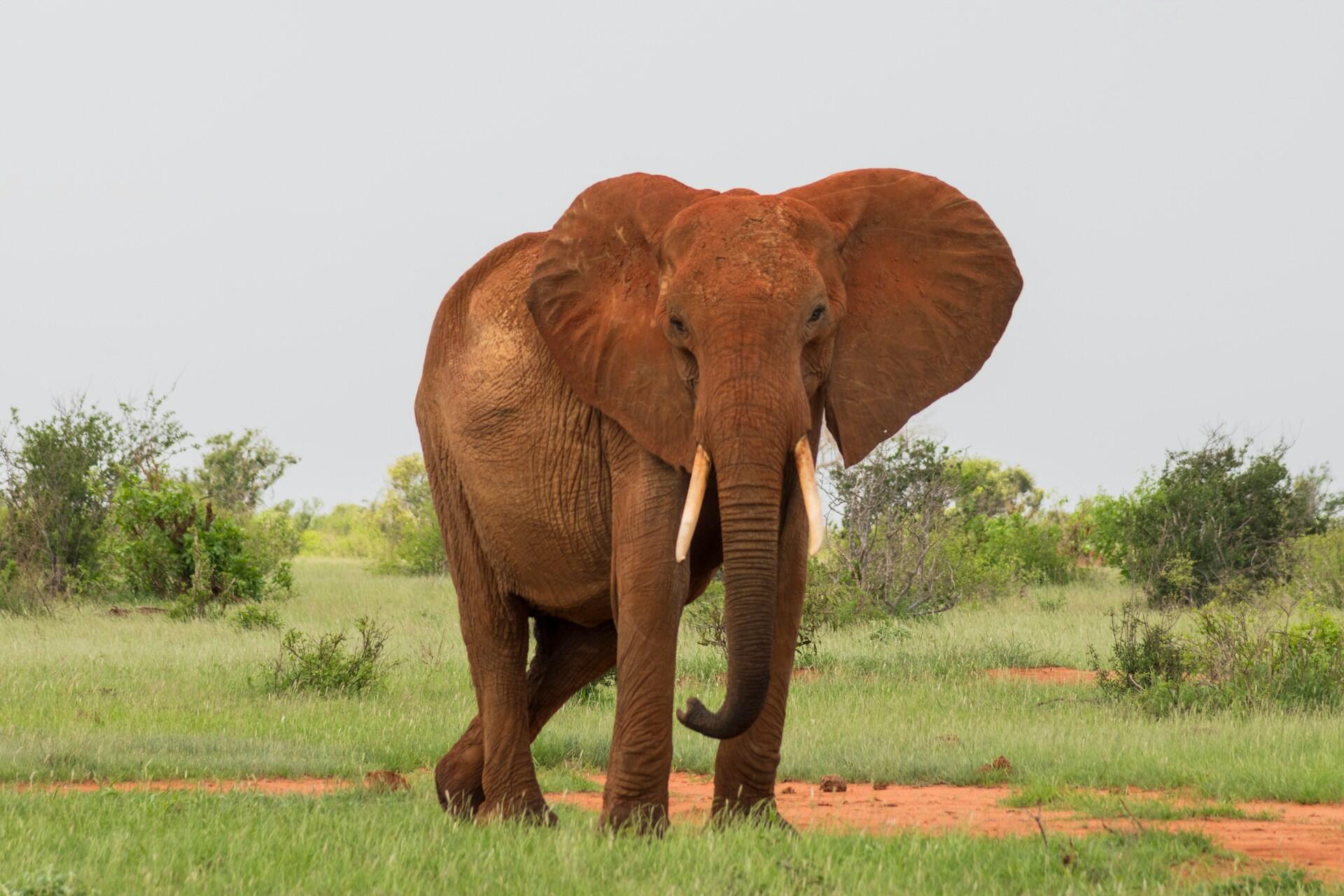 Ein Elefant in der Savanne.