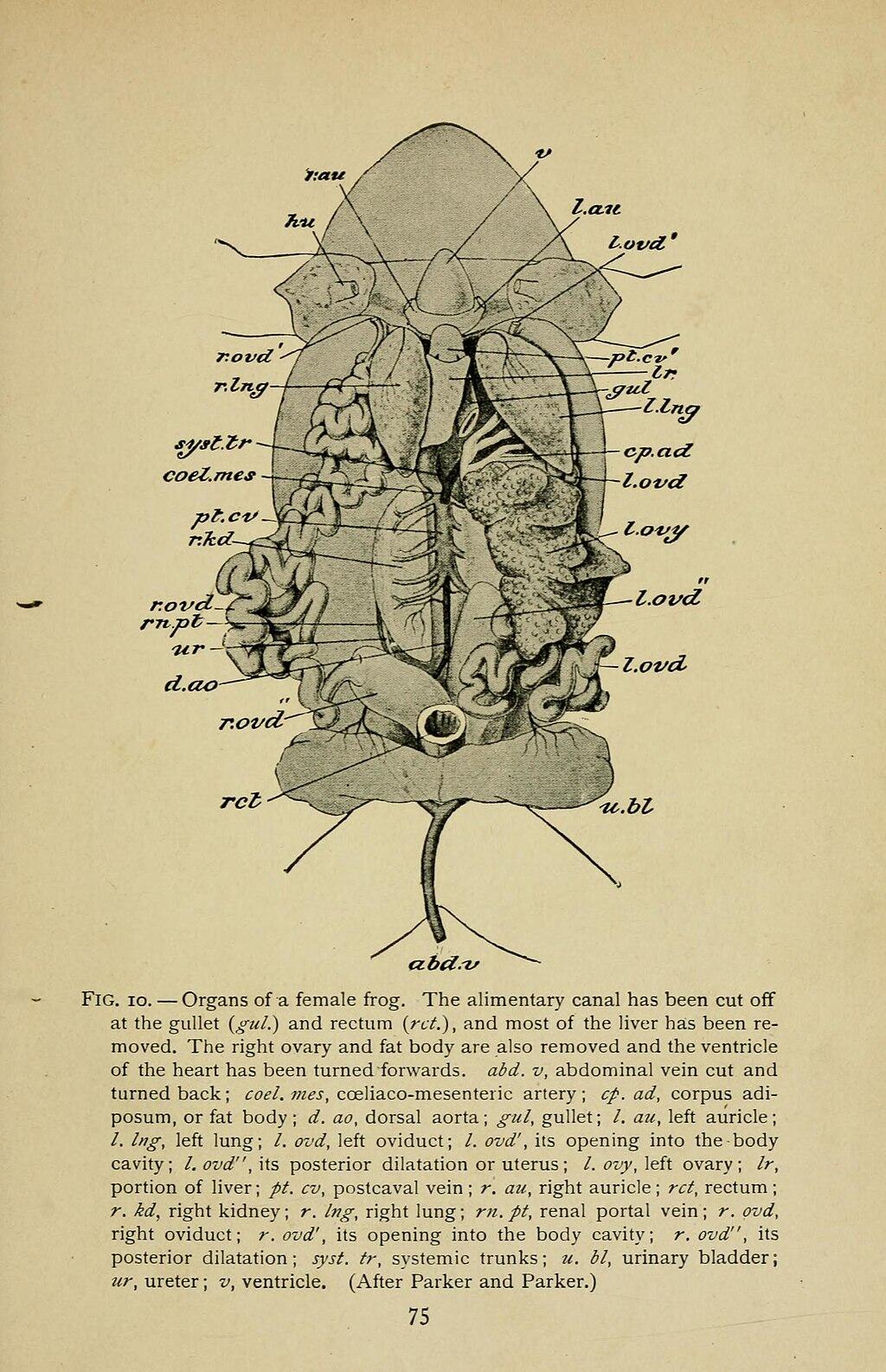 Eine anatomische Zeichnung von den Innereien eines Frosches in einem Buch.
