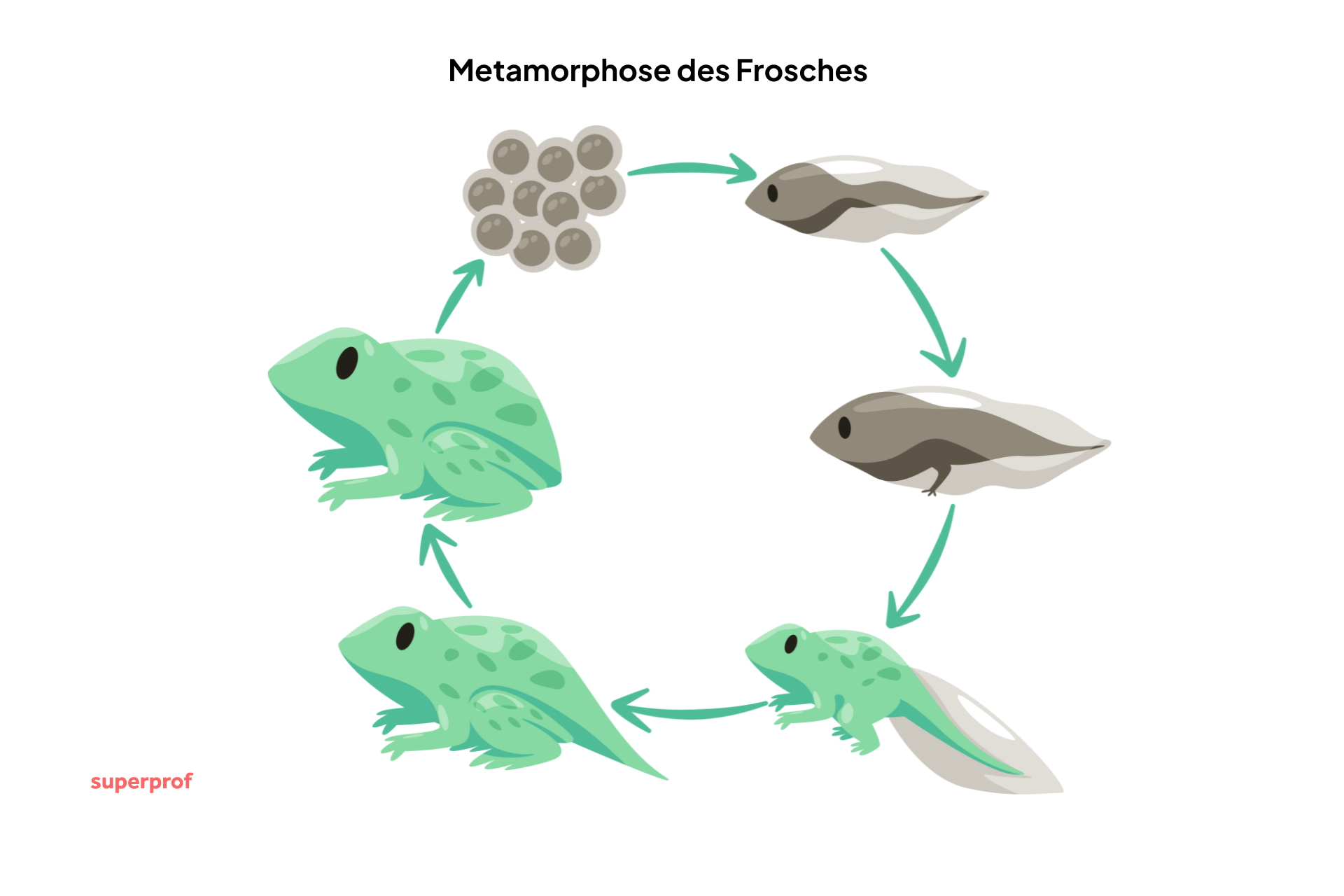 Grafische Darstellung der Entwicklungsstadien eines Frosches