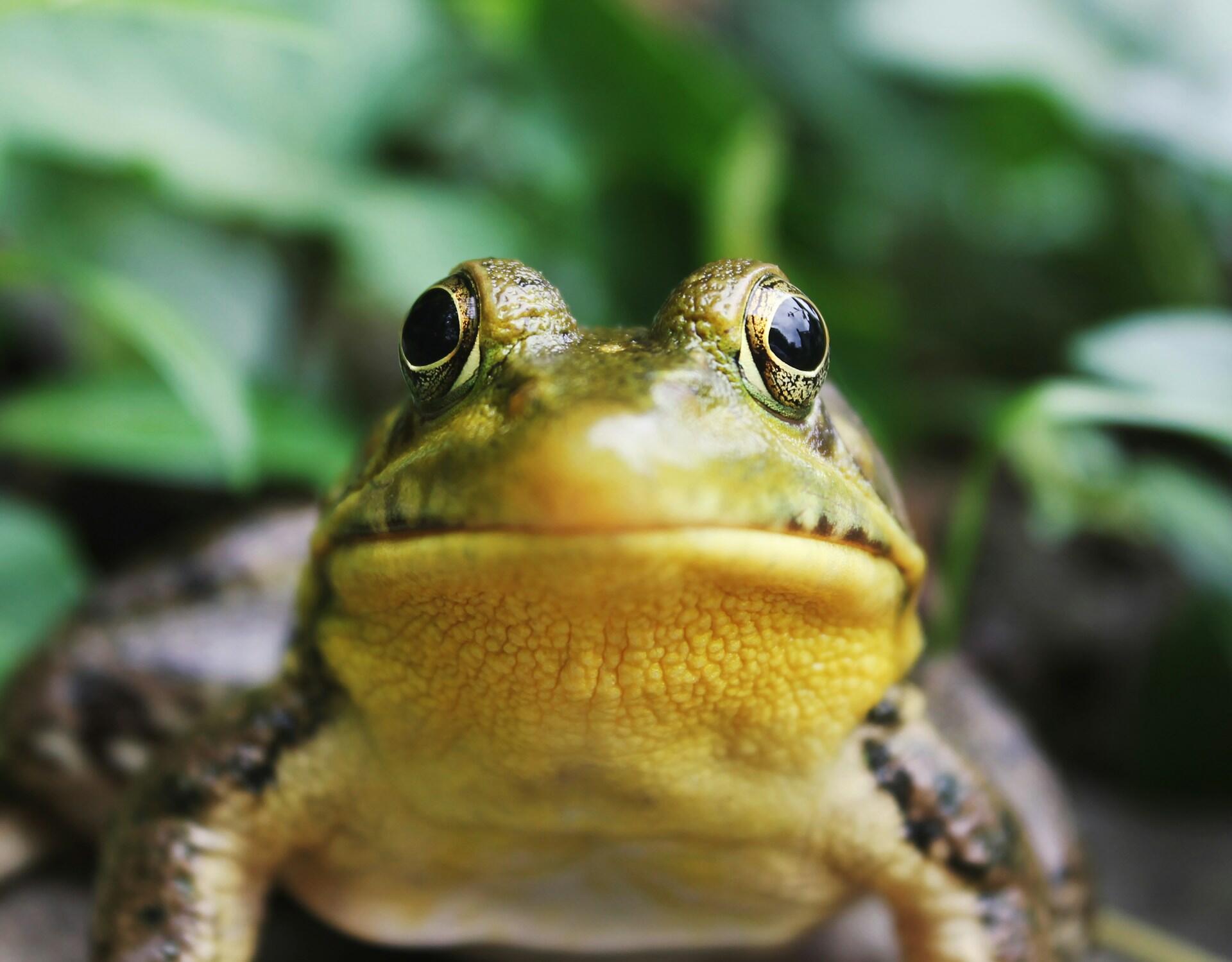 Ein Frosch schaut direkt in die Kamera.