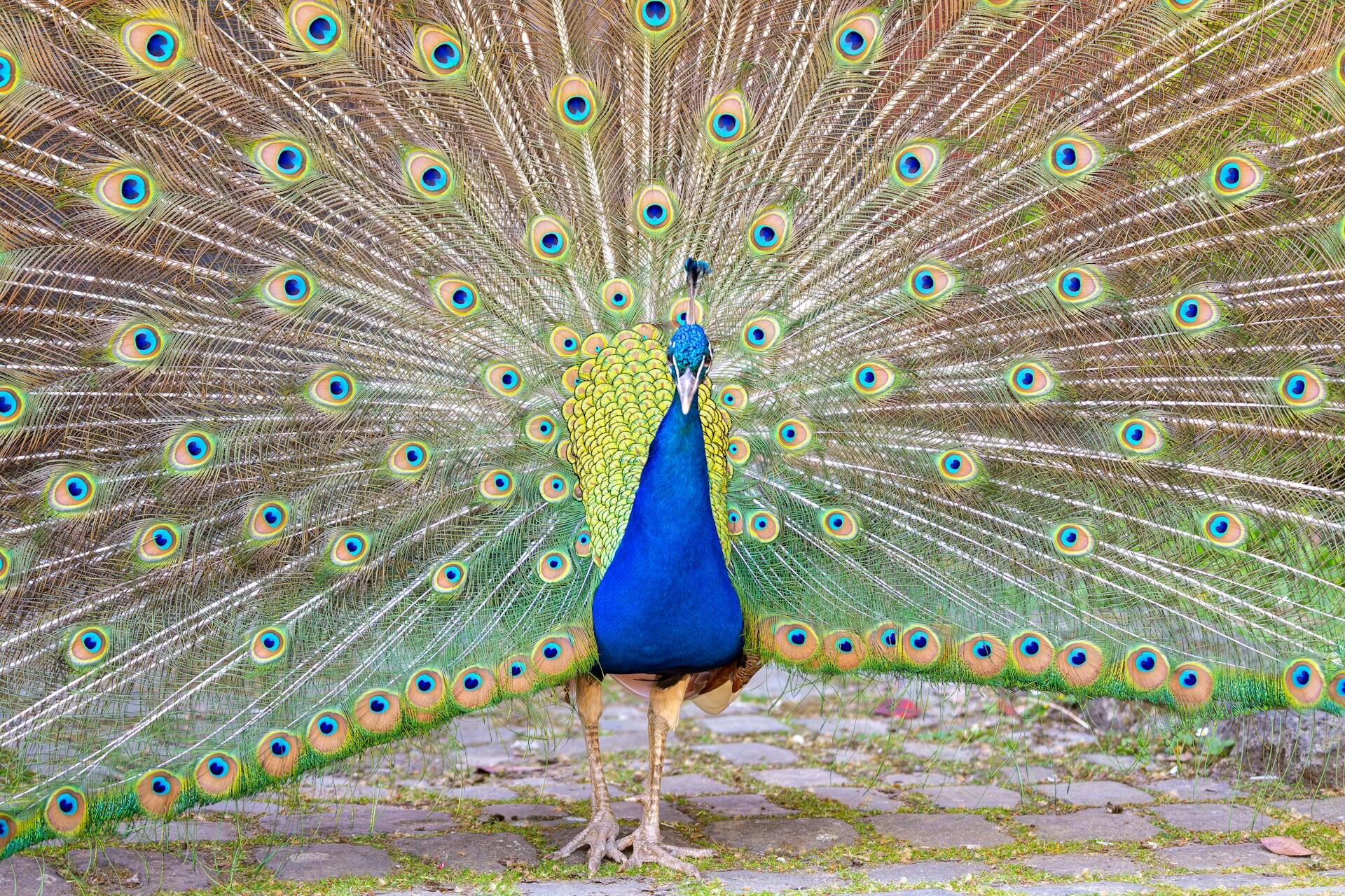 Ein Pfau mit aufgefächertem Balzkleid.