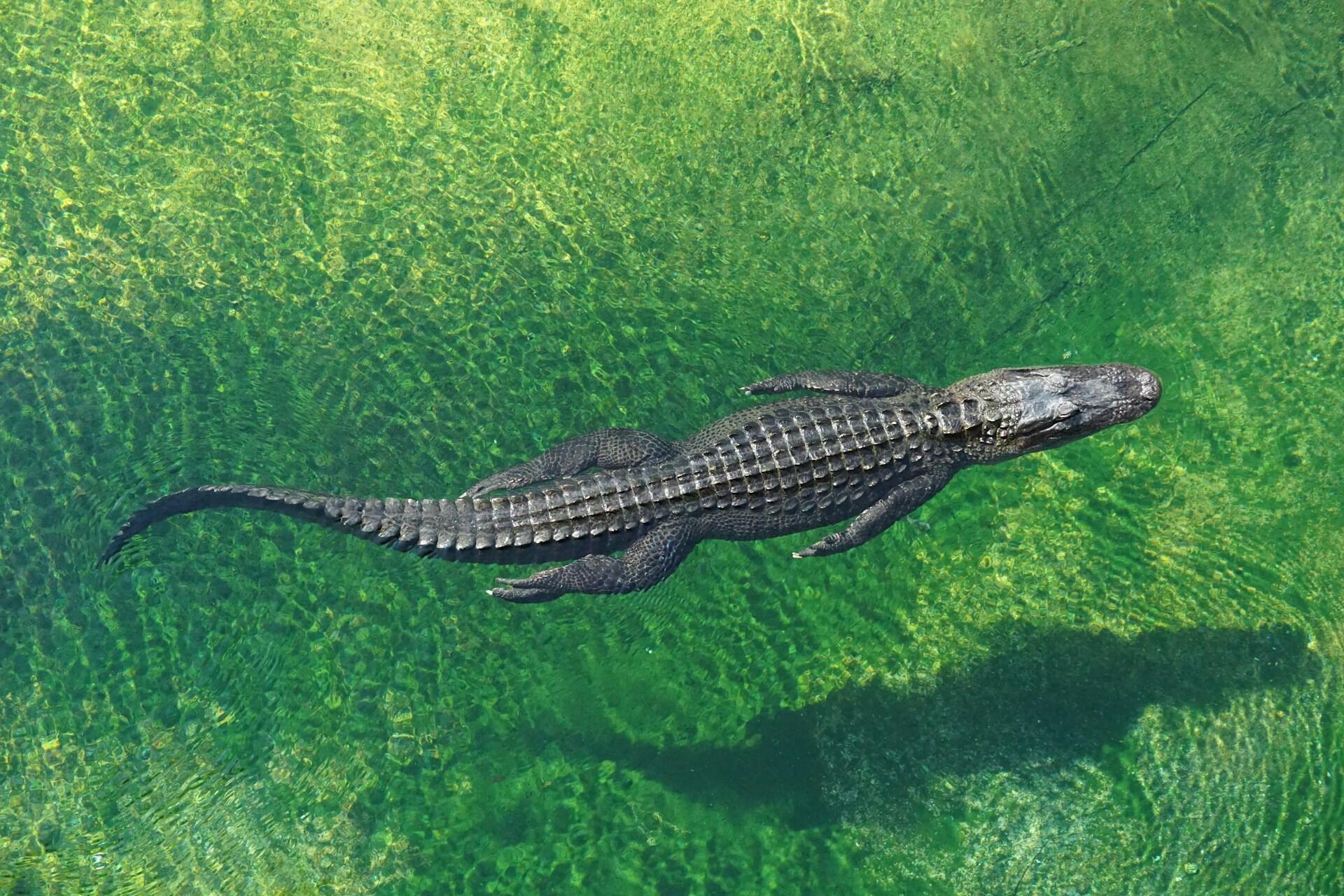 Ein schwimmendes Krokodil in grünem Wasser.